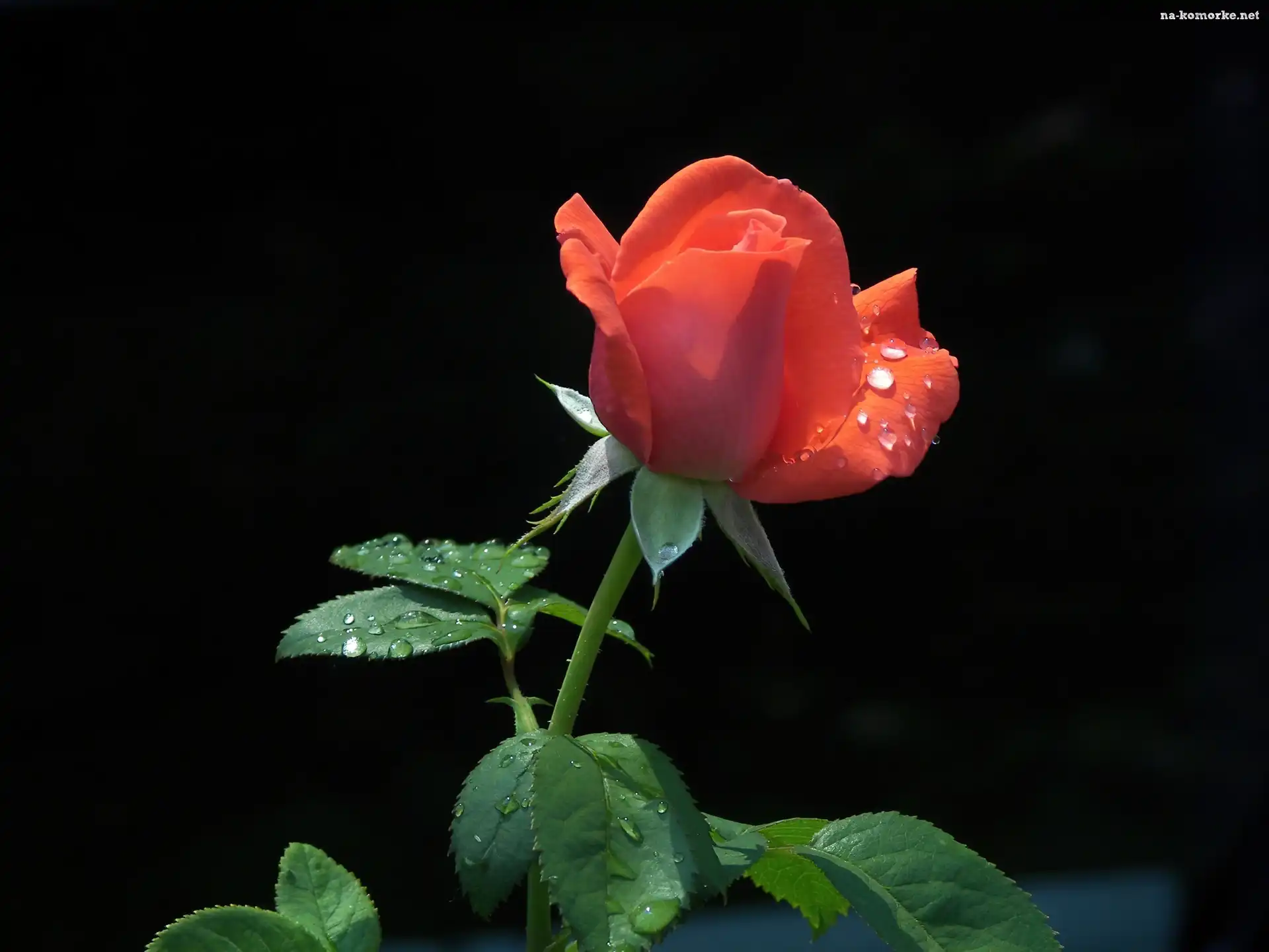 Róża, Krople, Rosy