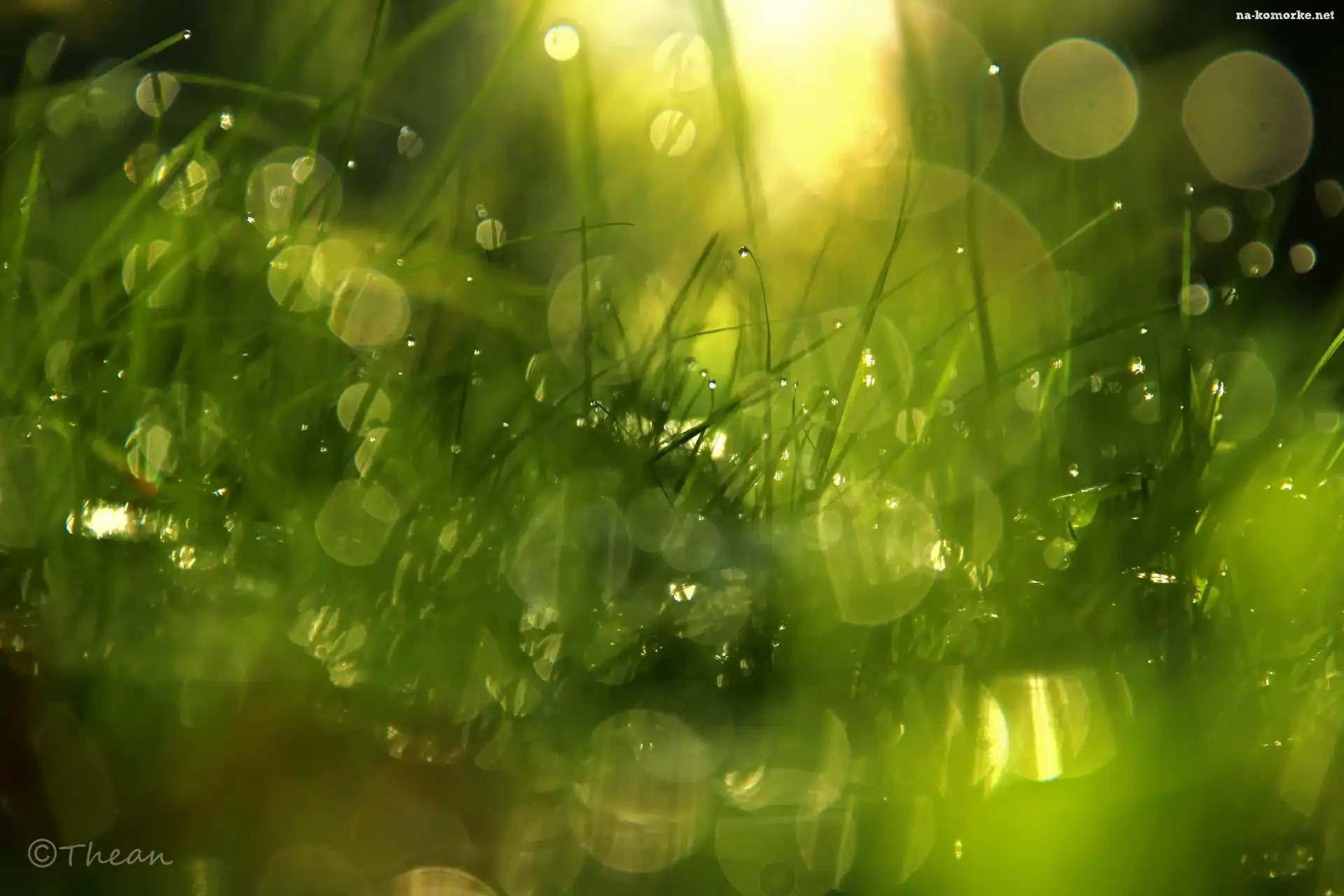 Trawa, Krople, Bokeh