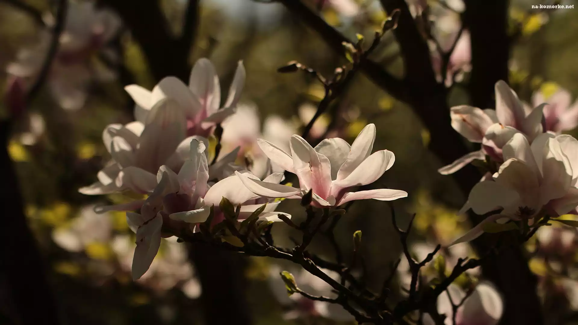 Krzew, Kwiaty, Magnolia, Różowe
