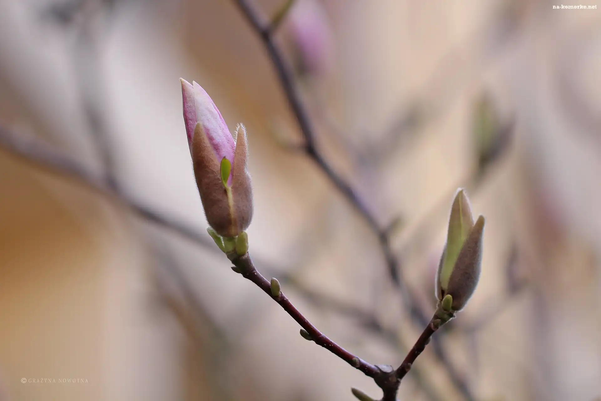 Magnolia, Krzew, PÄ…ki