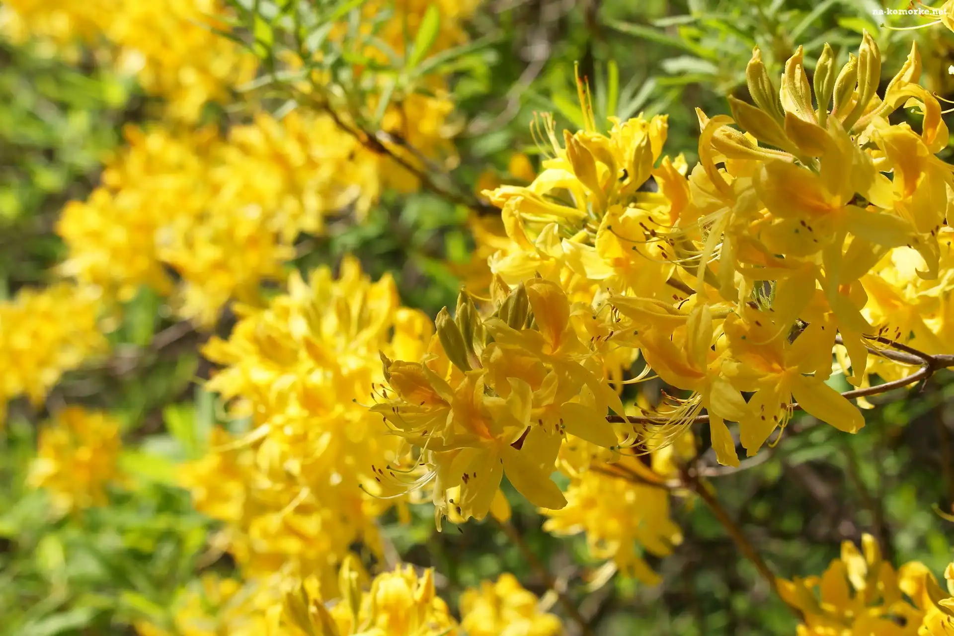 Krzew, Żółte, Kwiaty, Rododendron, Różanecznik