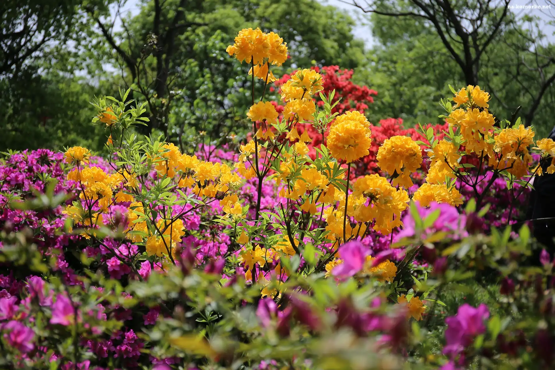 Rododendrony, Drzewa, Kwiaty, Krzewy