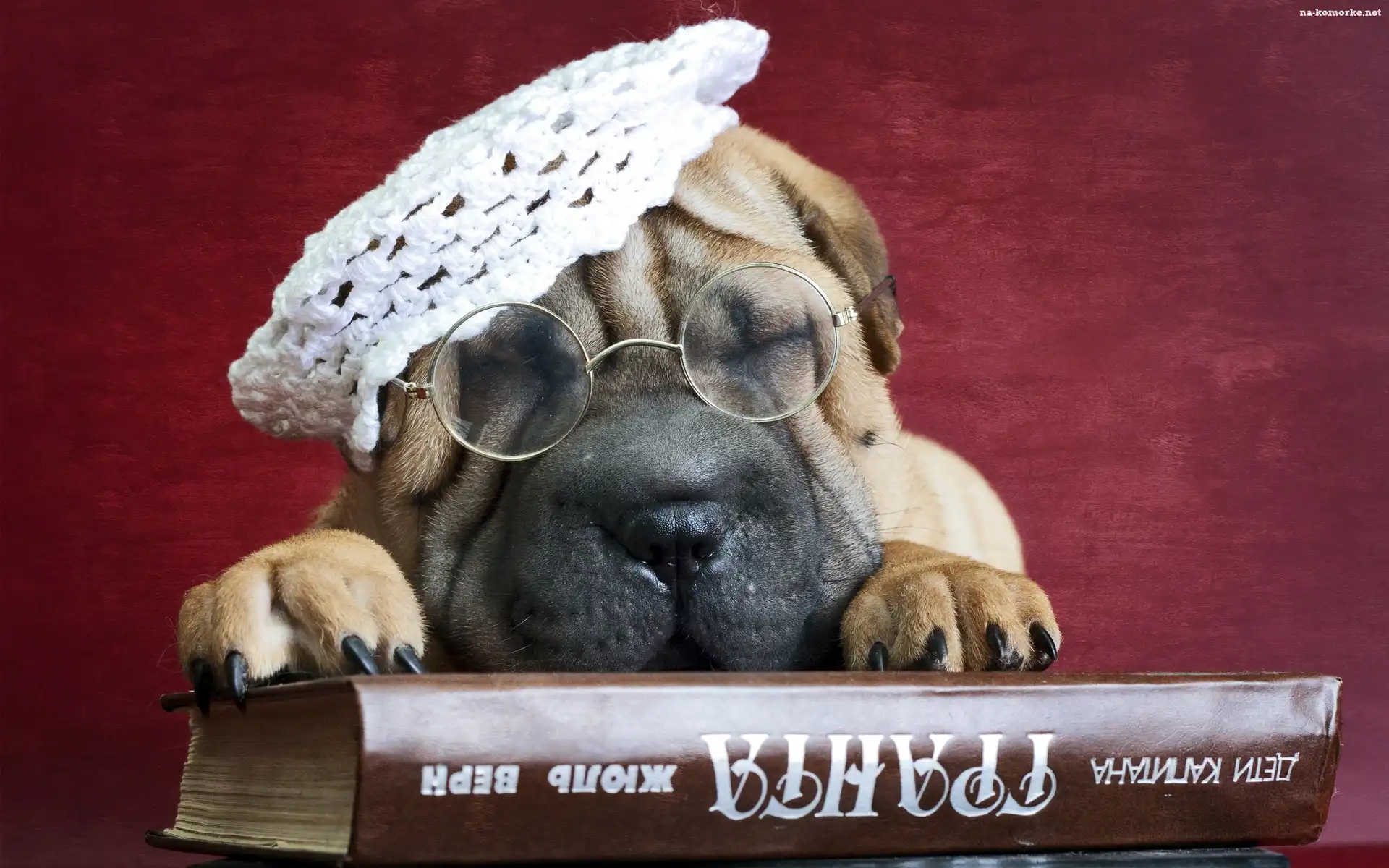 Książka, Szczeniaczek, Shar, Pei, Okulary