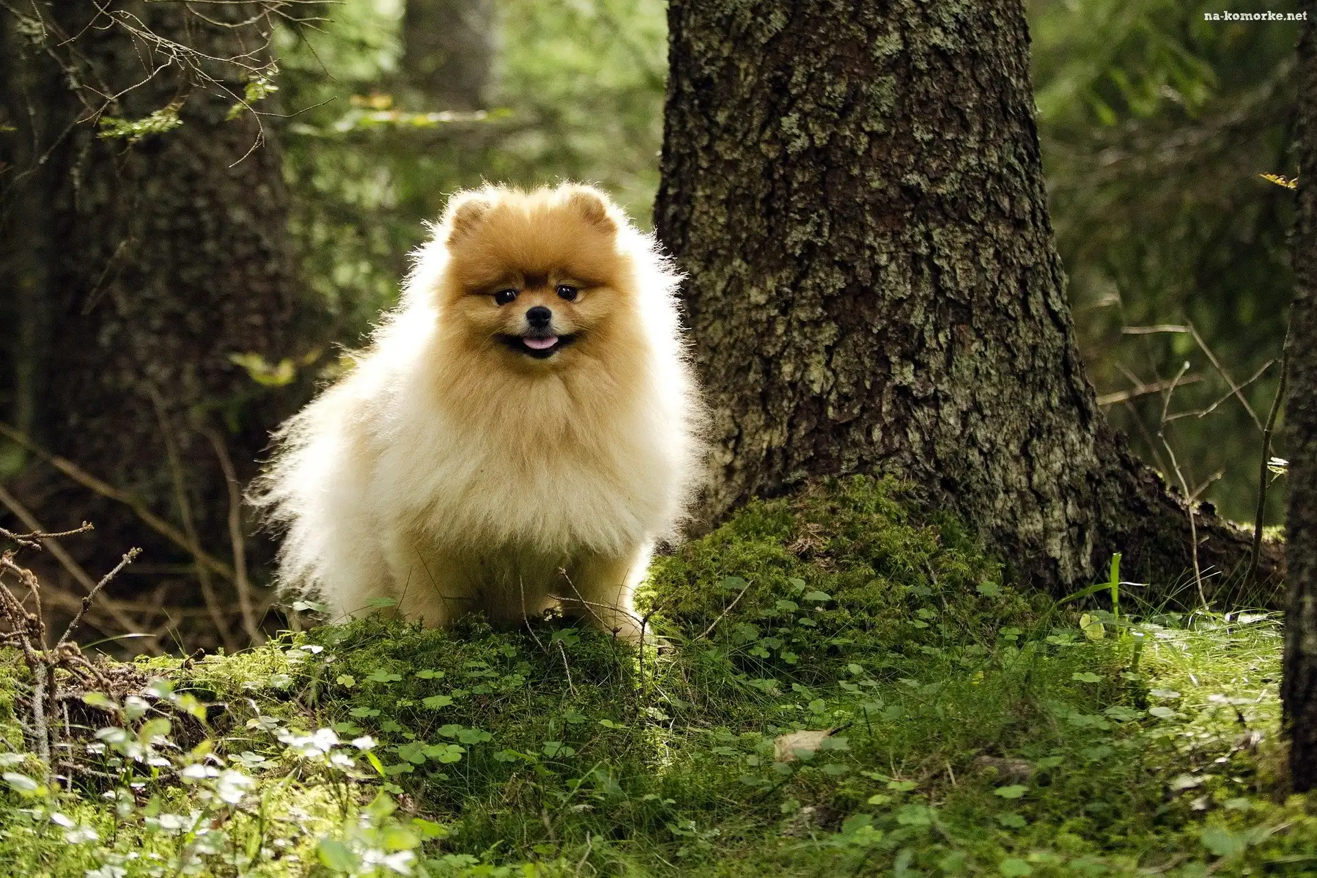 Kudłaty, Piesek, Pomeranian