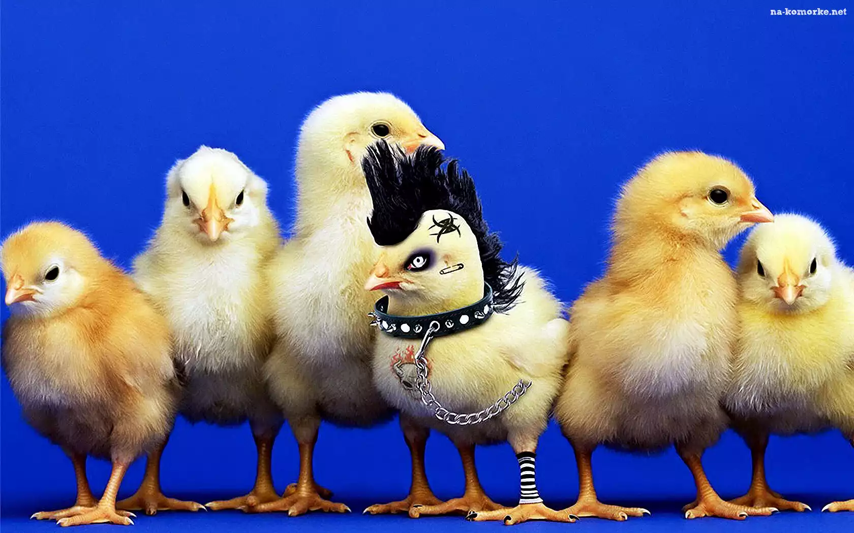 Kurczaki, Punk