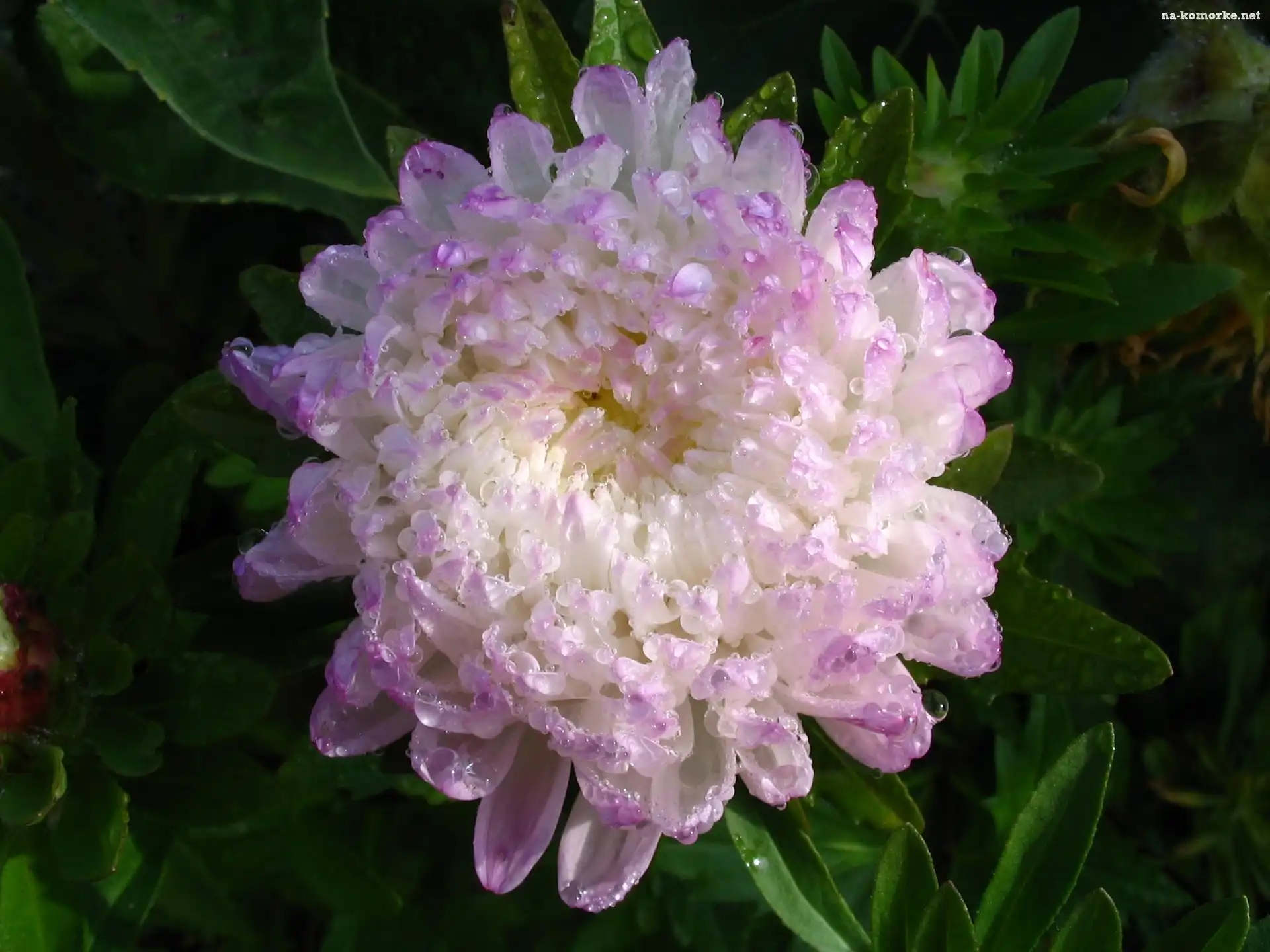 Kwiat, Fioletowy, Aster, Biało