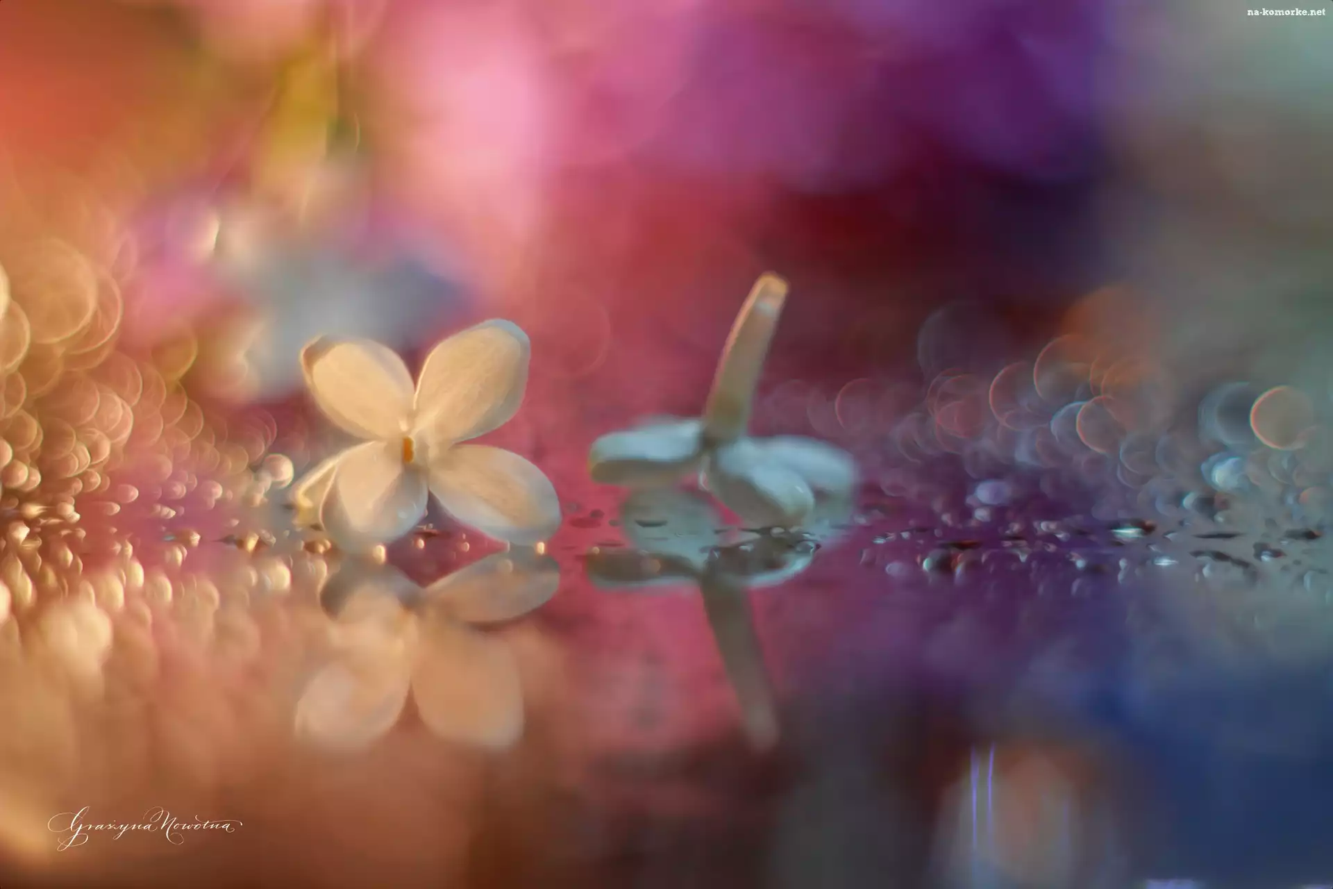 Bez, Kwiat, Bokeh