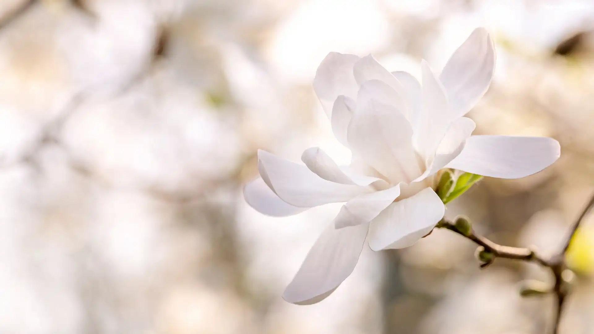 Kwiat, Rozmycie, Biała, Magnolia