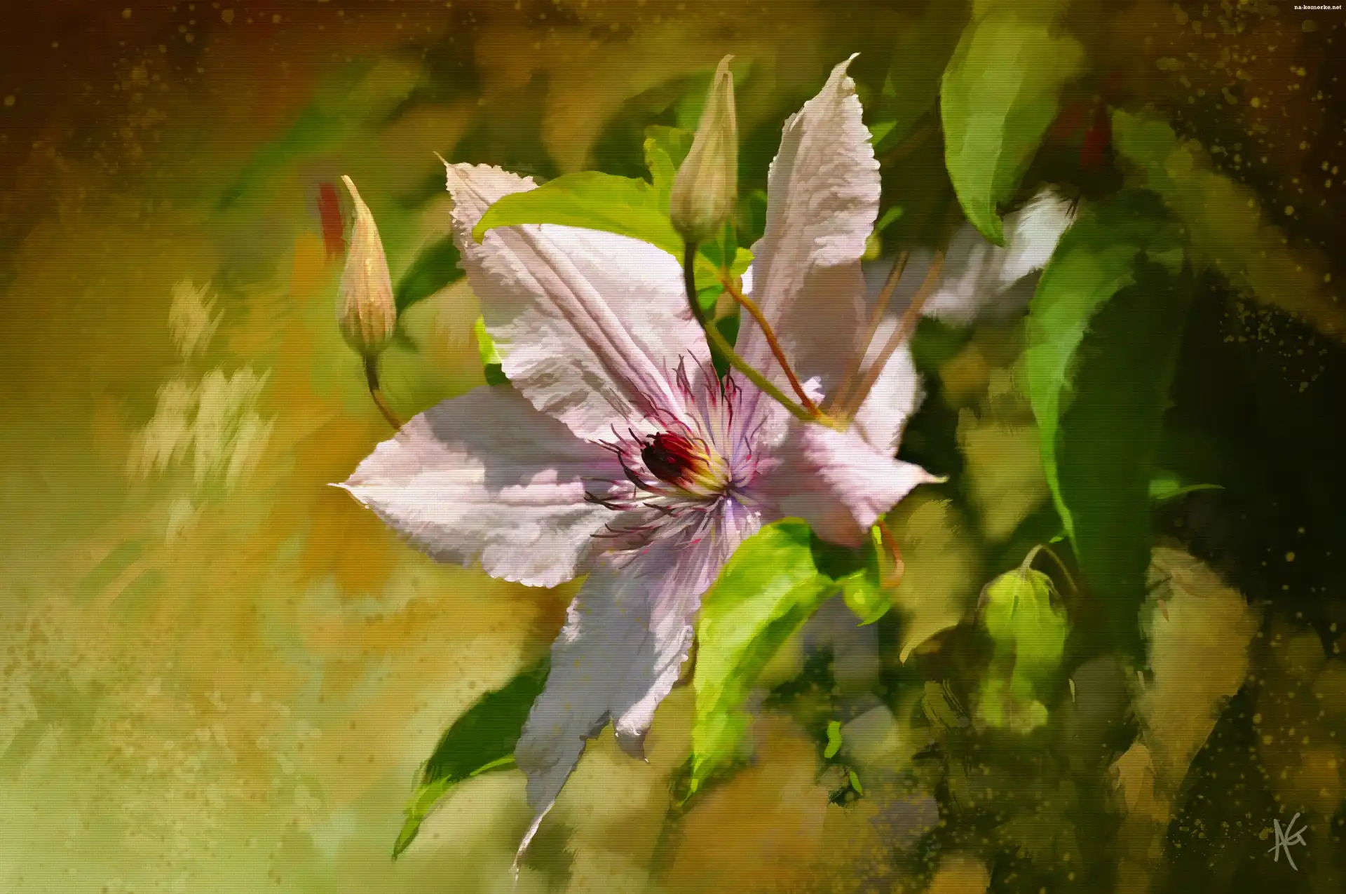 Kwiat, Obraz, Clematis, Światło