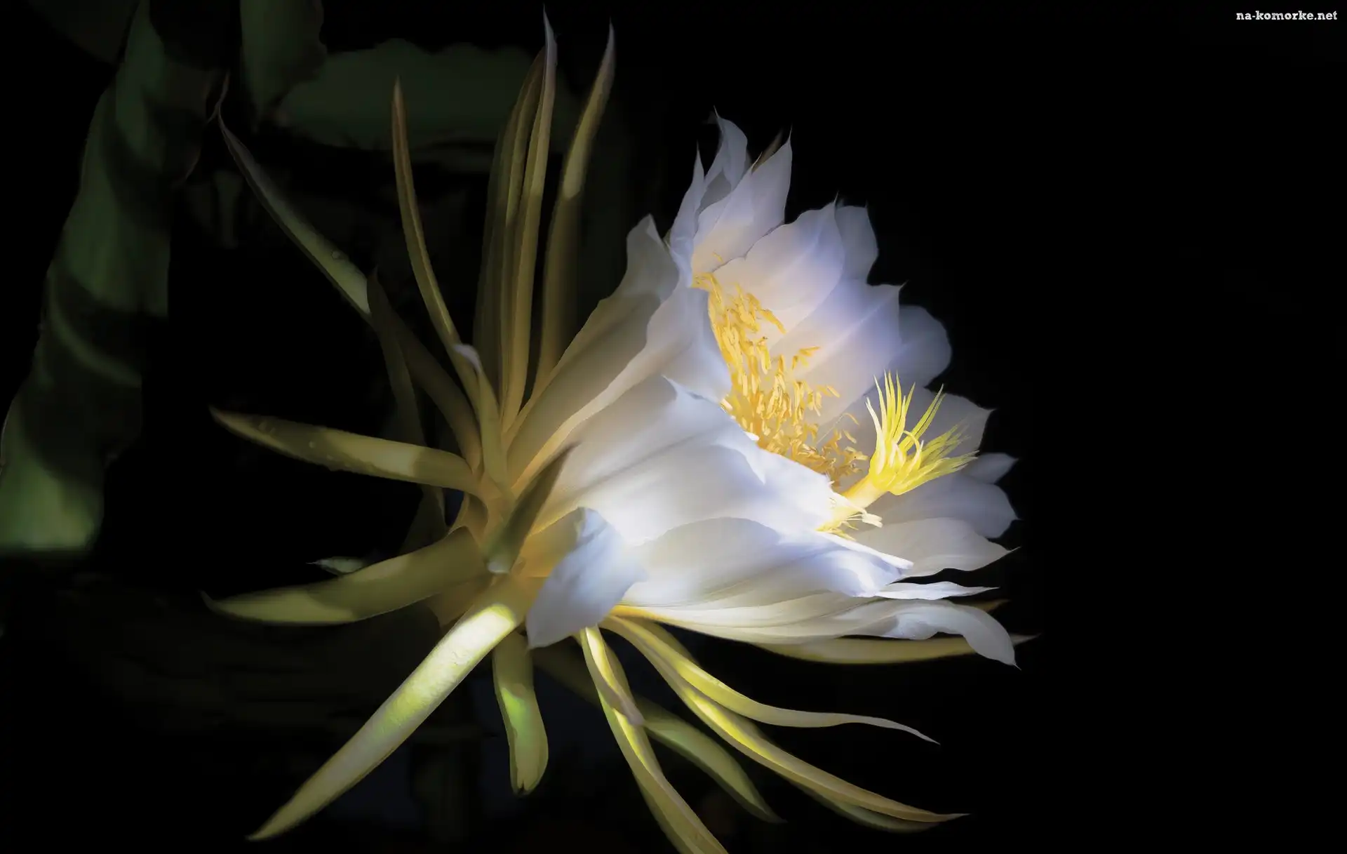 Epiphyllum, Kaktus, Biały, Kwiat
