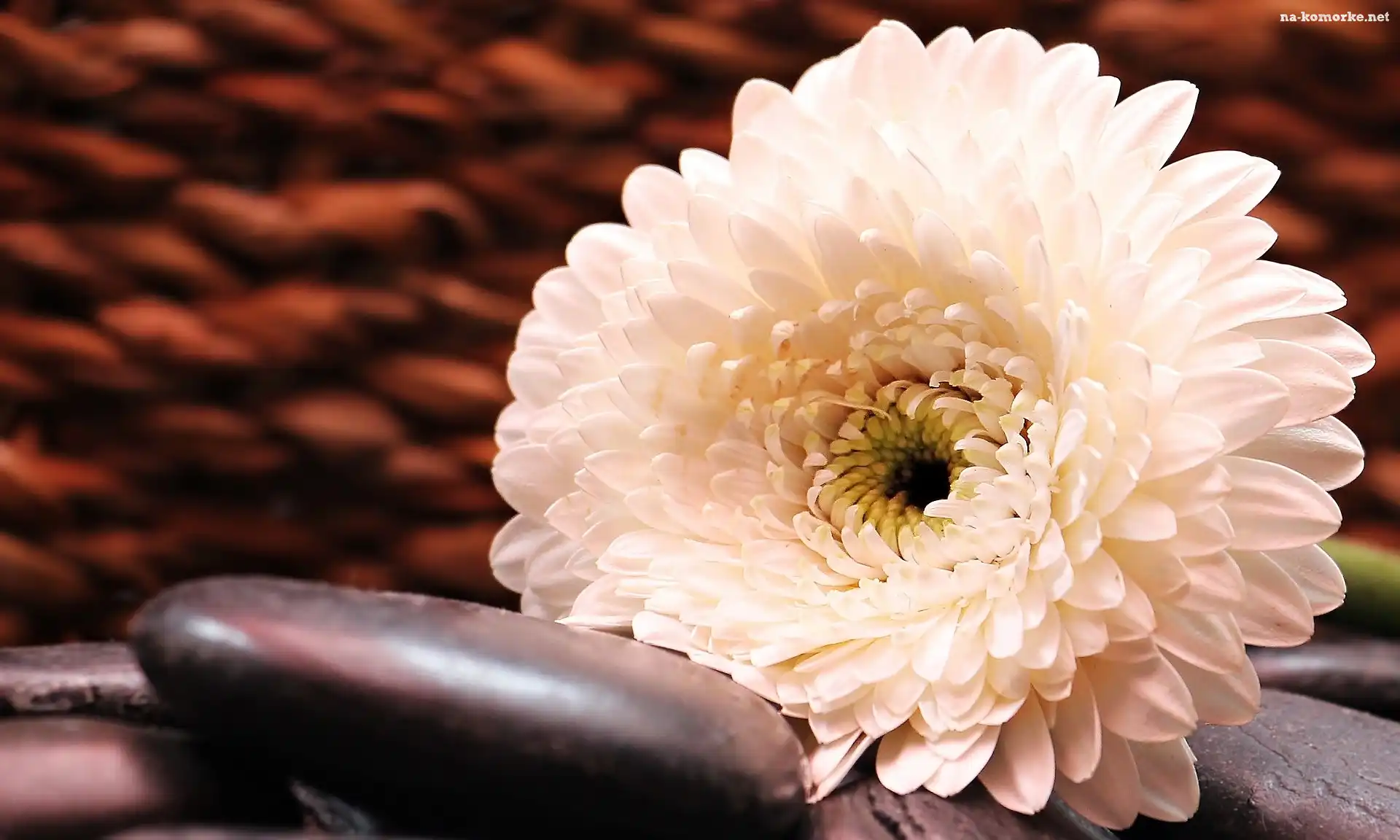 Kwiat, Kamień, Gerbera, Biała