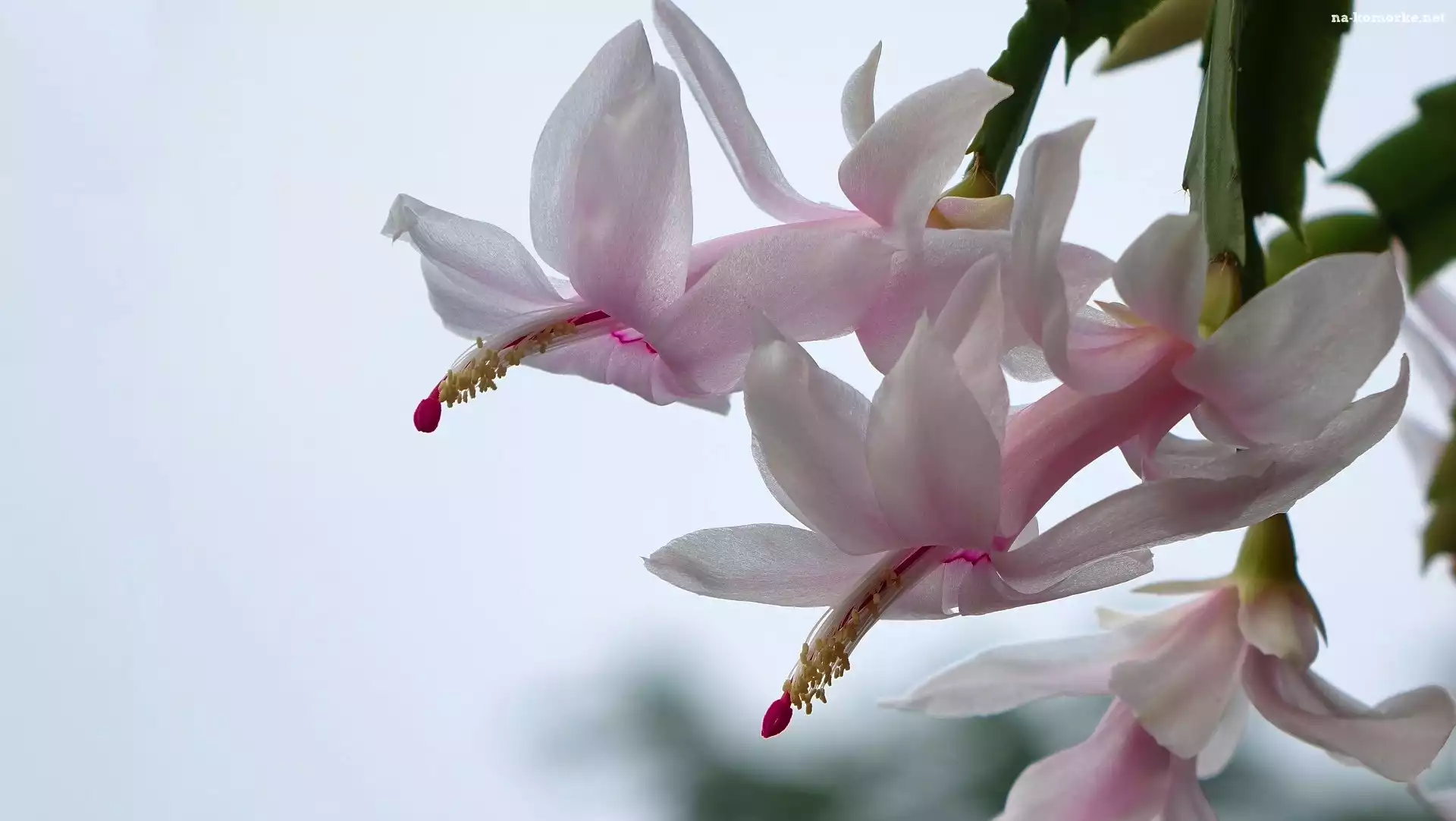 Kwiat, Kaktus Szlumbergera, Grudnik, Szlumbergera