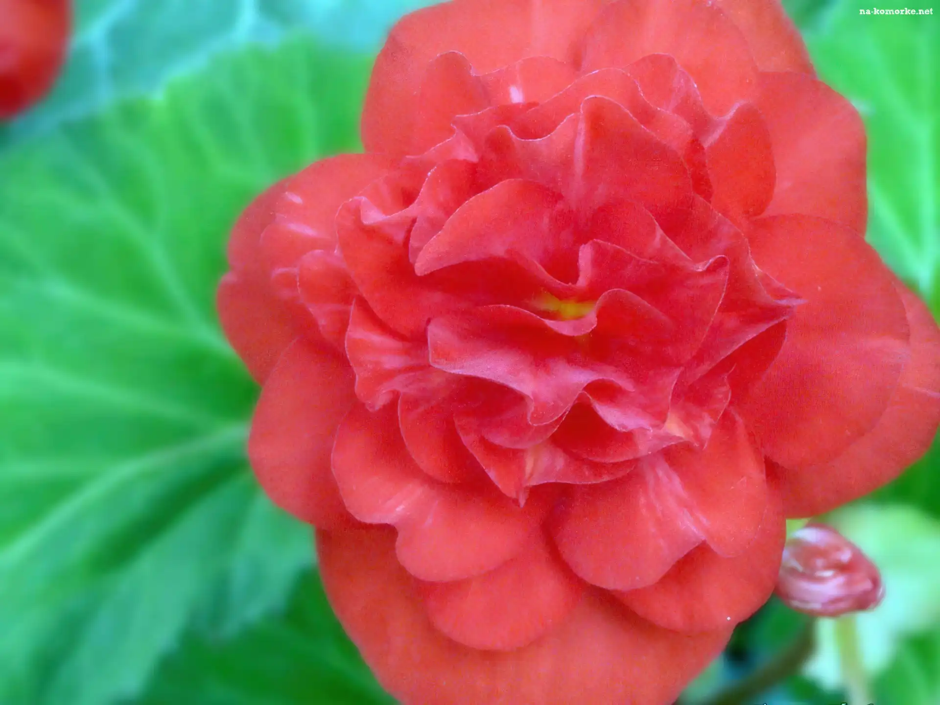 Kwiat, chińska, hibiskus, róża