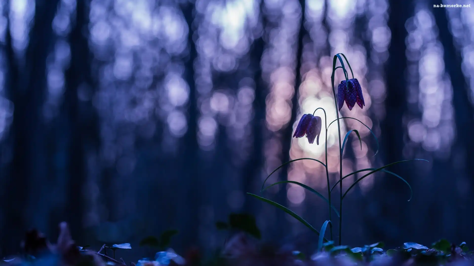 Kwiat, Szachownica kostkowata, Bokeh