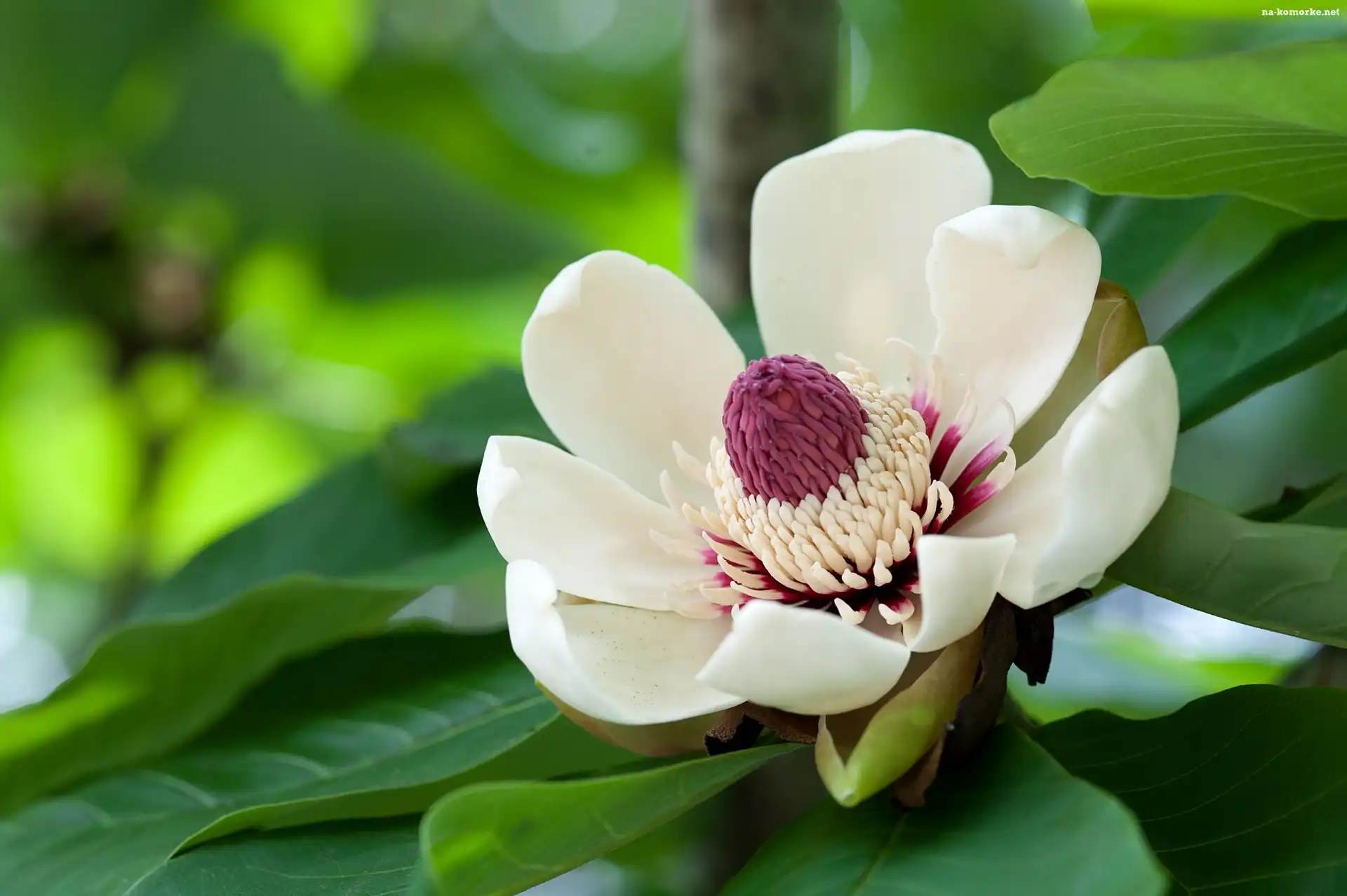 Kwiat, Magnolii