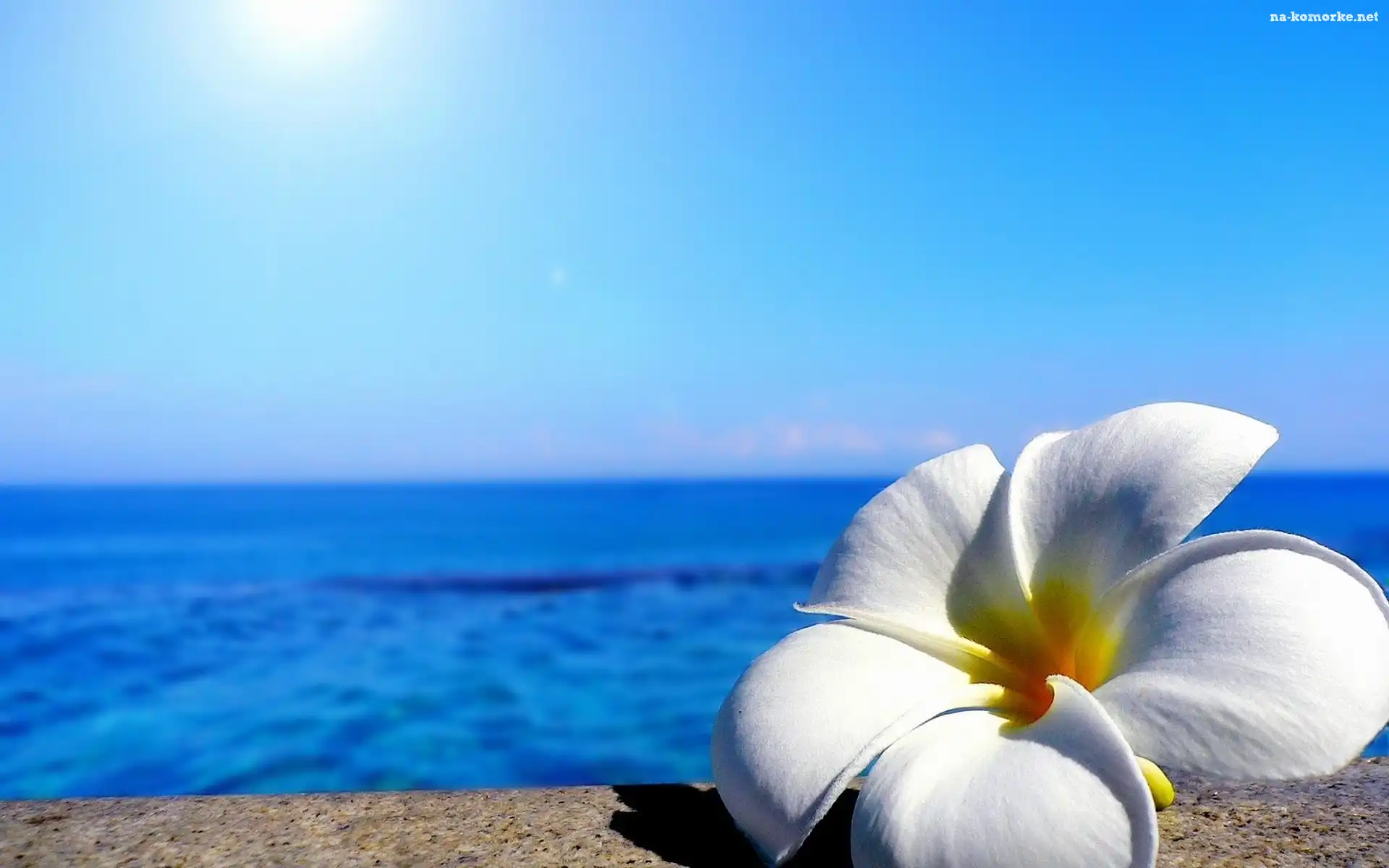 Morze, Kwiat, Plumeria