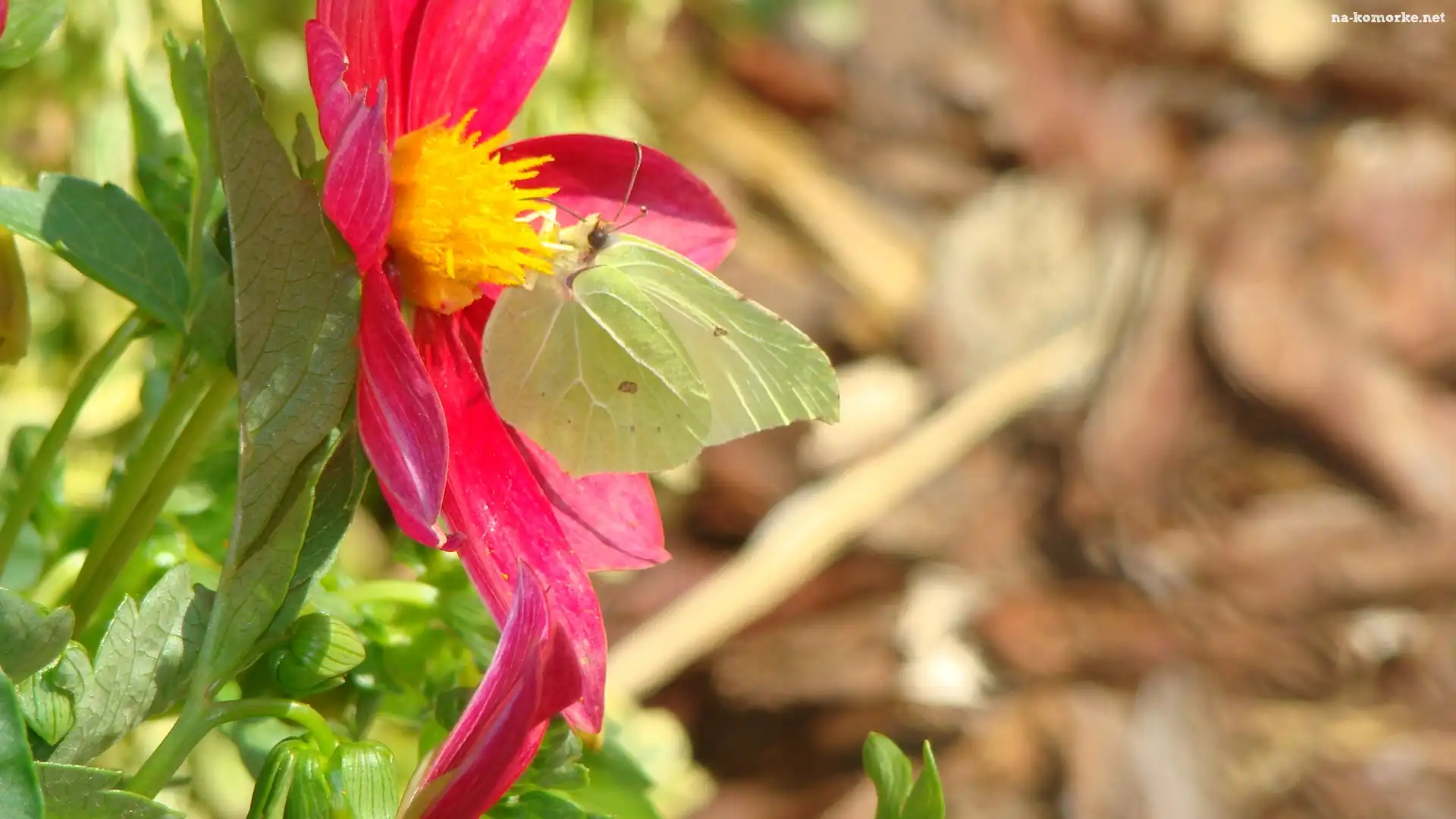 Kwiat, Motyl