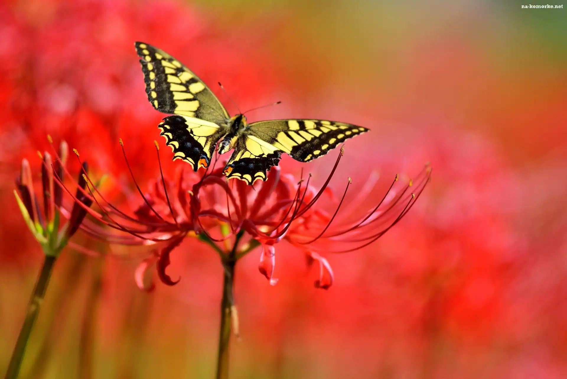 Motyl, Kwiat, Makro
