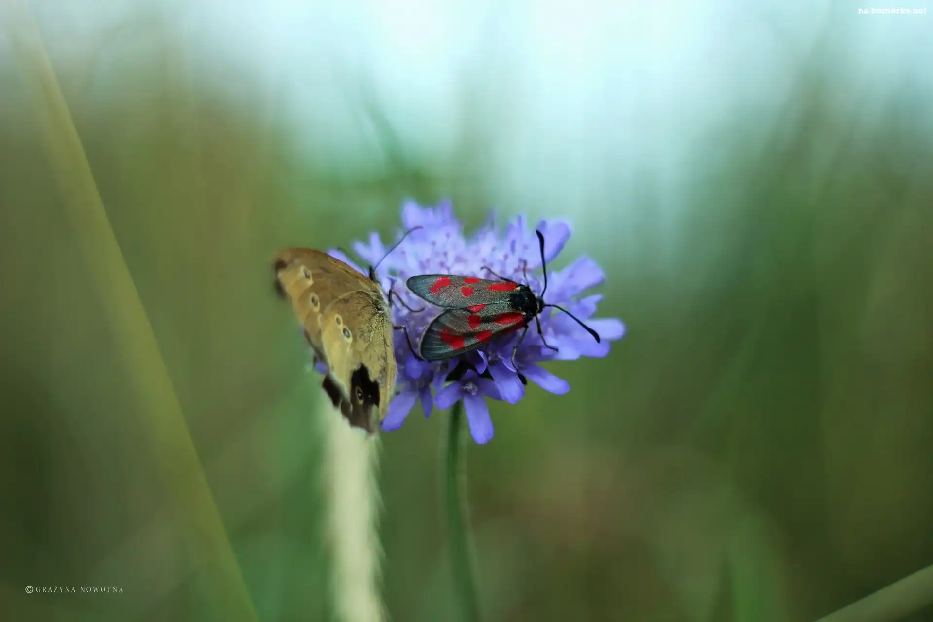 Kwiat, Skrzydła, Motyl, Owad