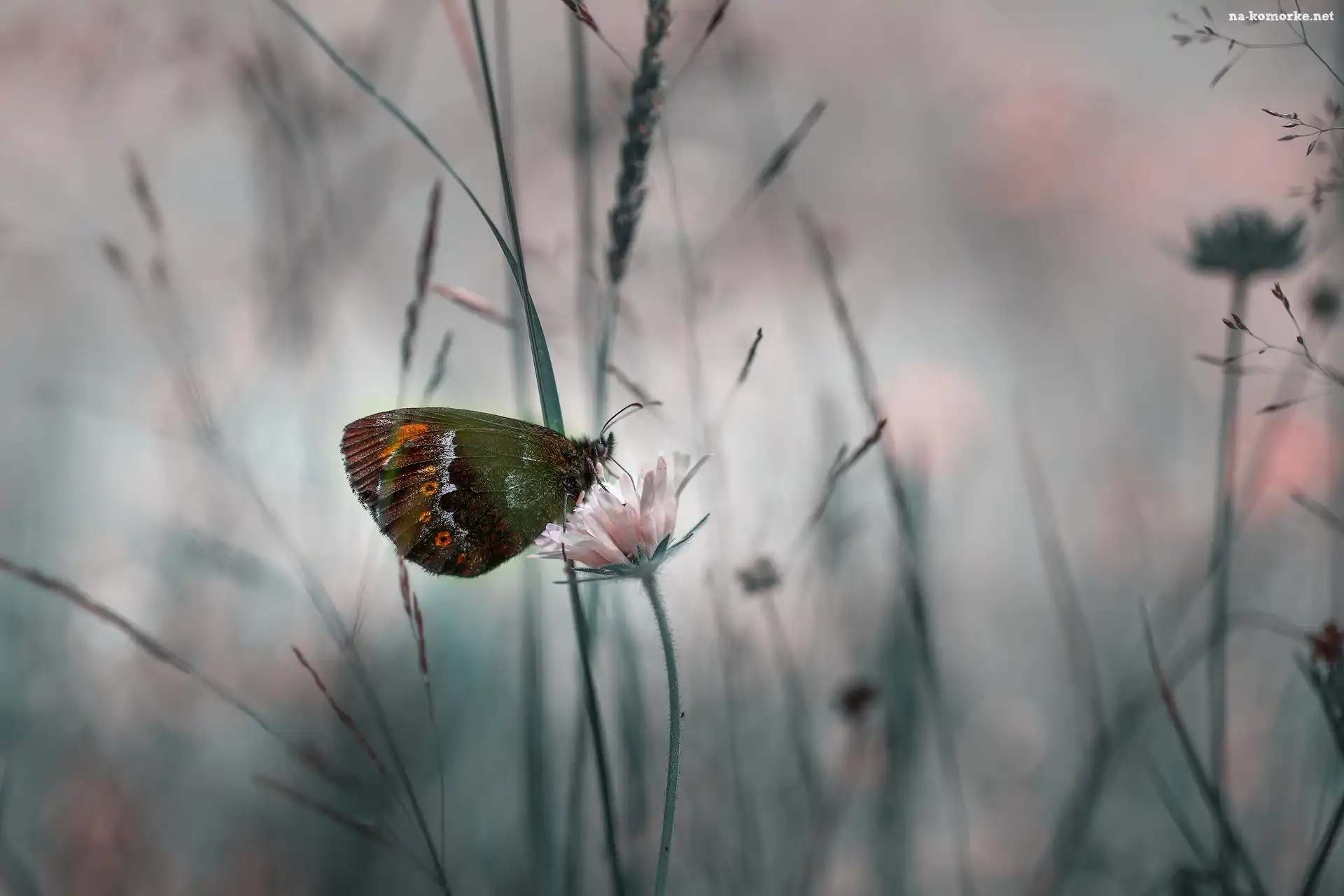 Motyl, Kwiat, Zbliżenie