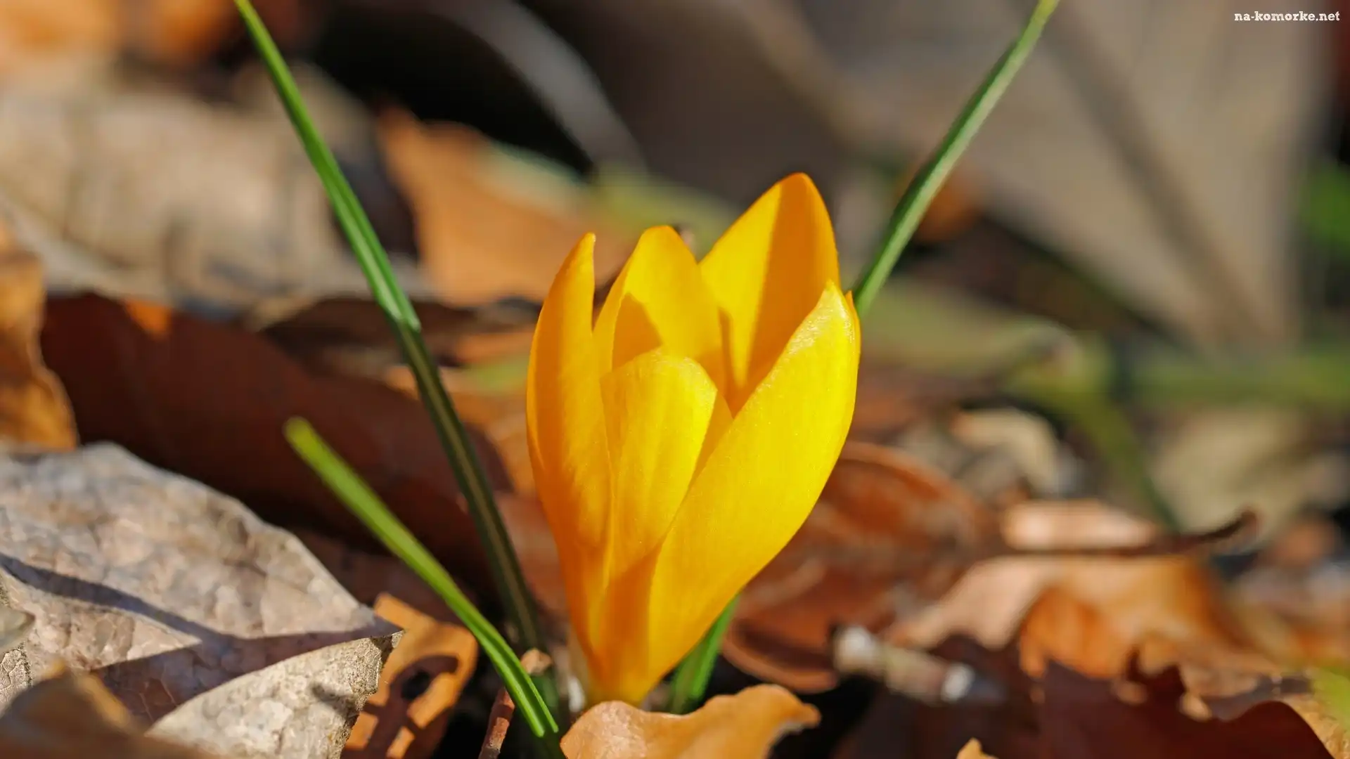 Kwiat, Liście, Żółty, Krokus