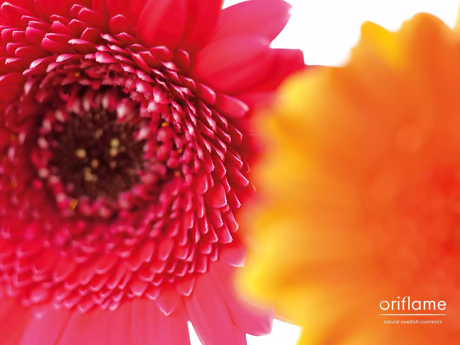 Oriflame, gerbery, kwiat