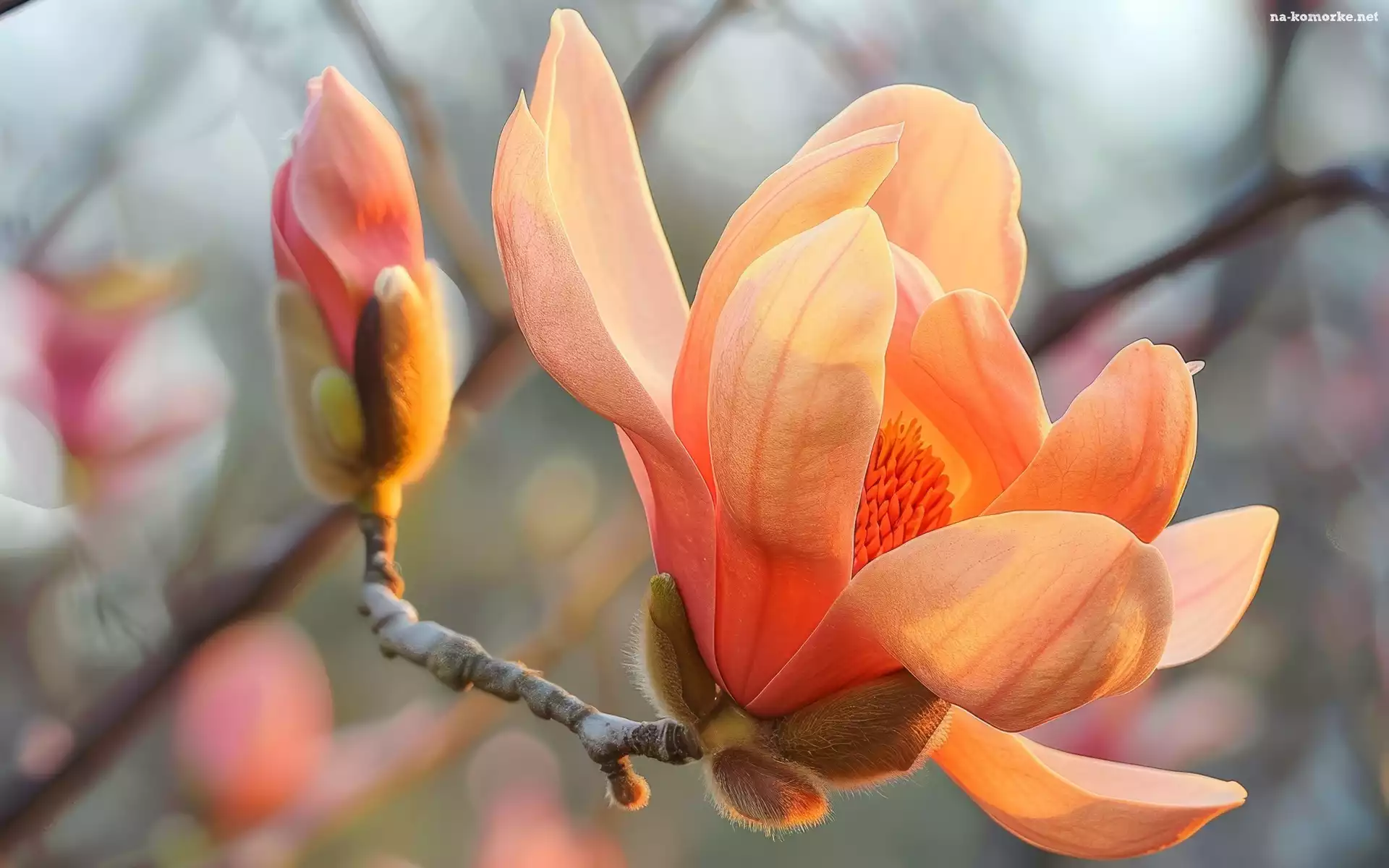Pąk, Gałązka, Magnolia, Kwiat