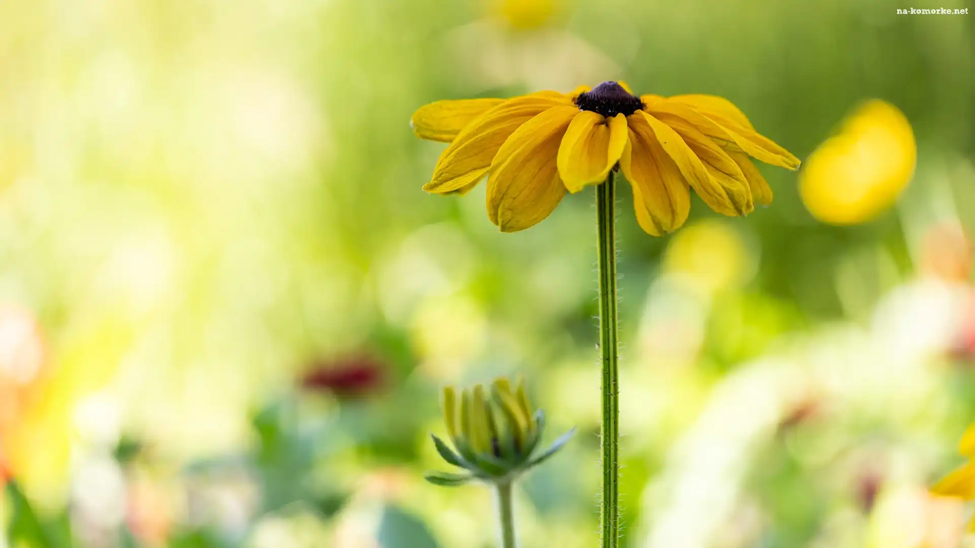 Kwiat, Rudbekia, PÄ…k
