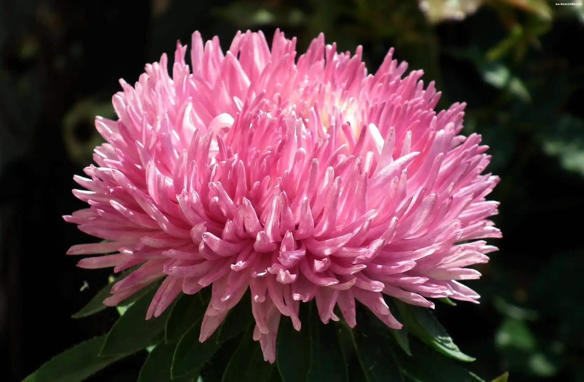 Przyroda, Kwiat, Aster