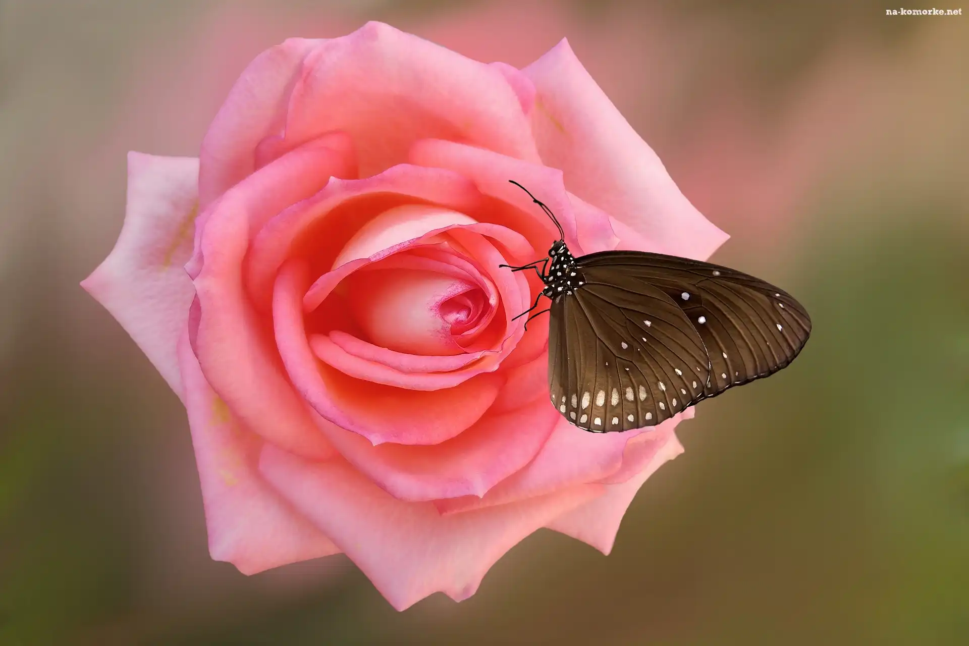 Kwiat, Motyl Euploea core, Róża, Różowa