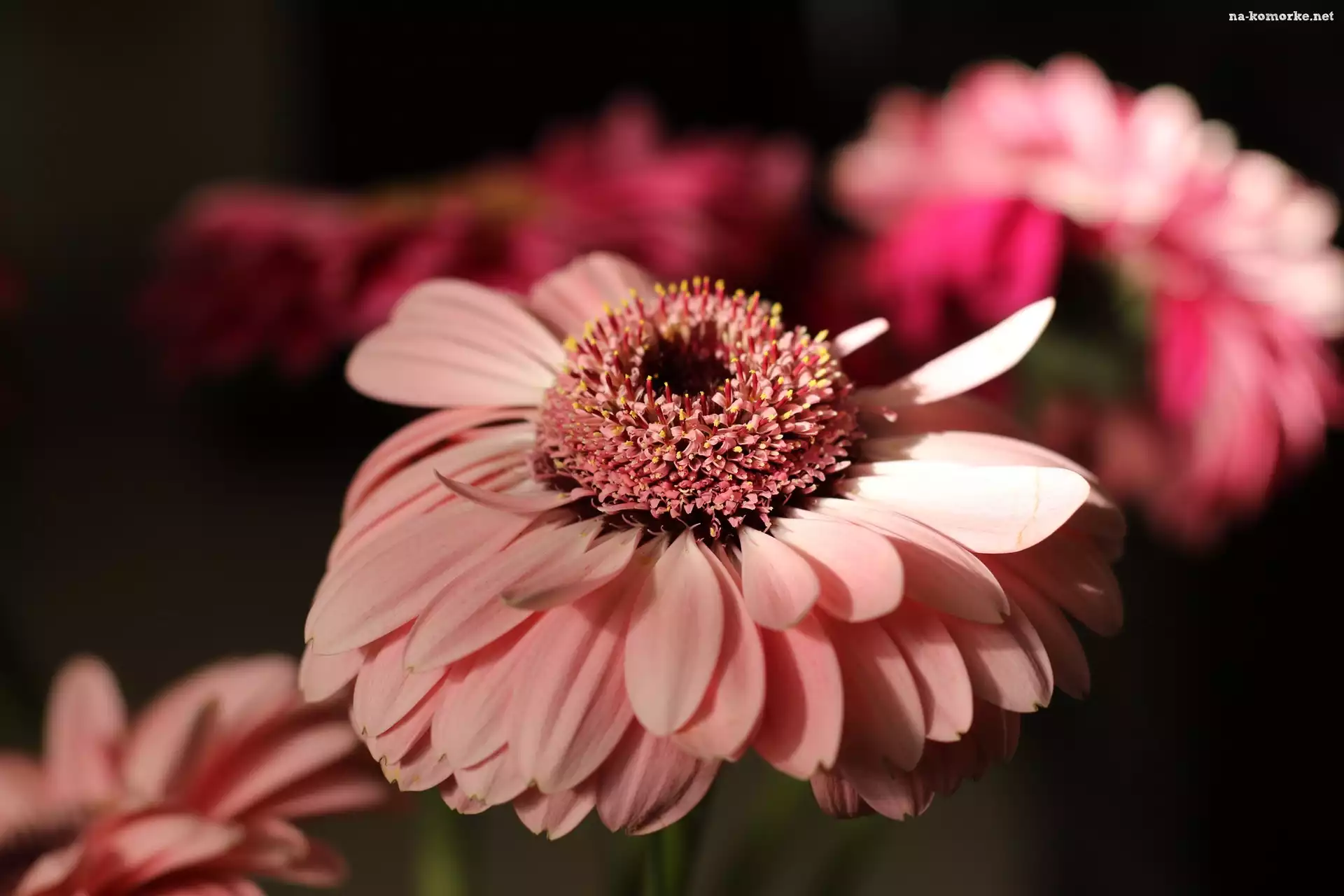 Kwiat, Zbliżenie, Różowa, Gerbera