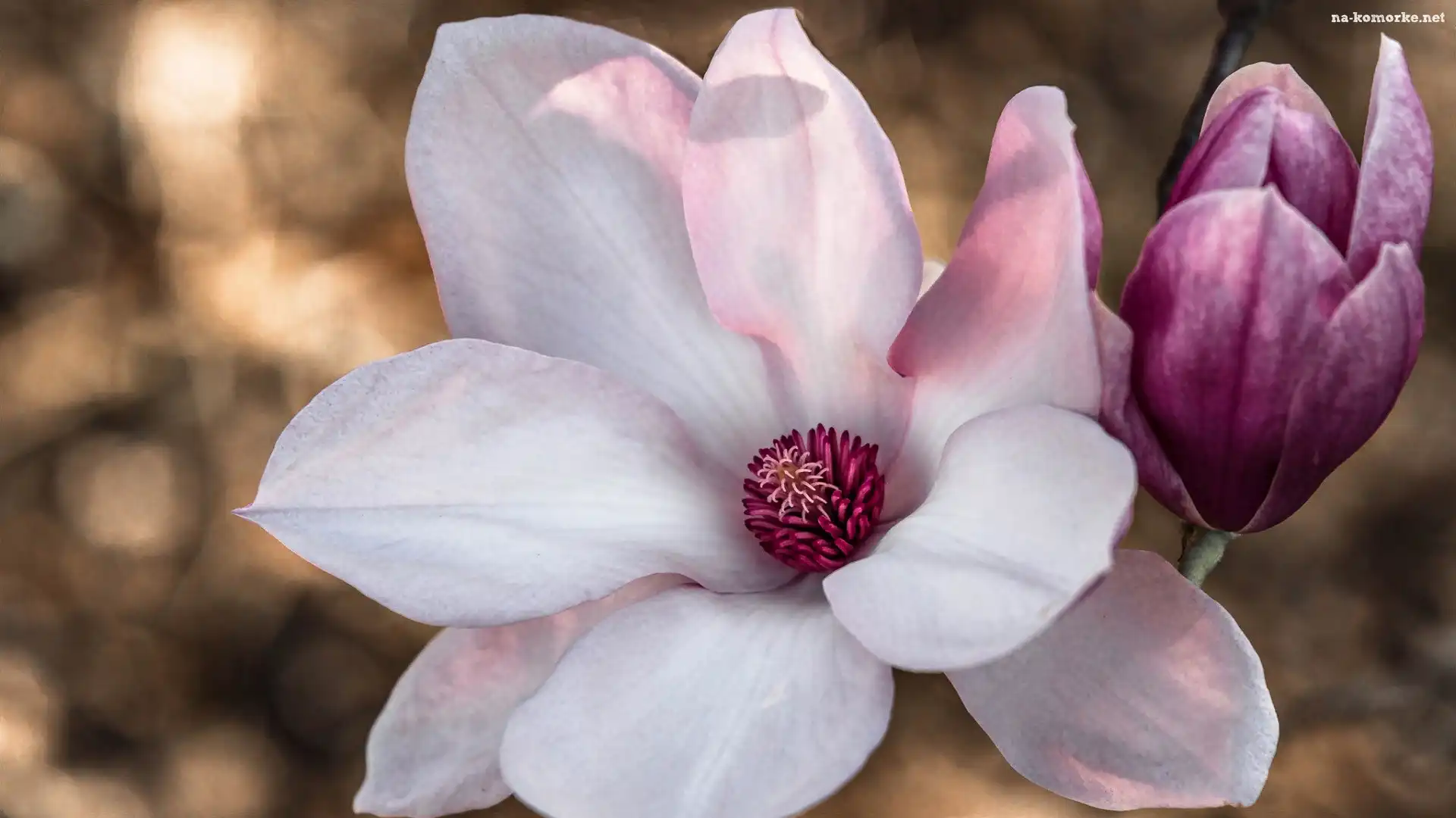 Różowy, Kwiat, Magnolia