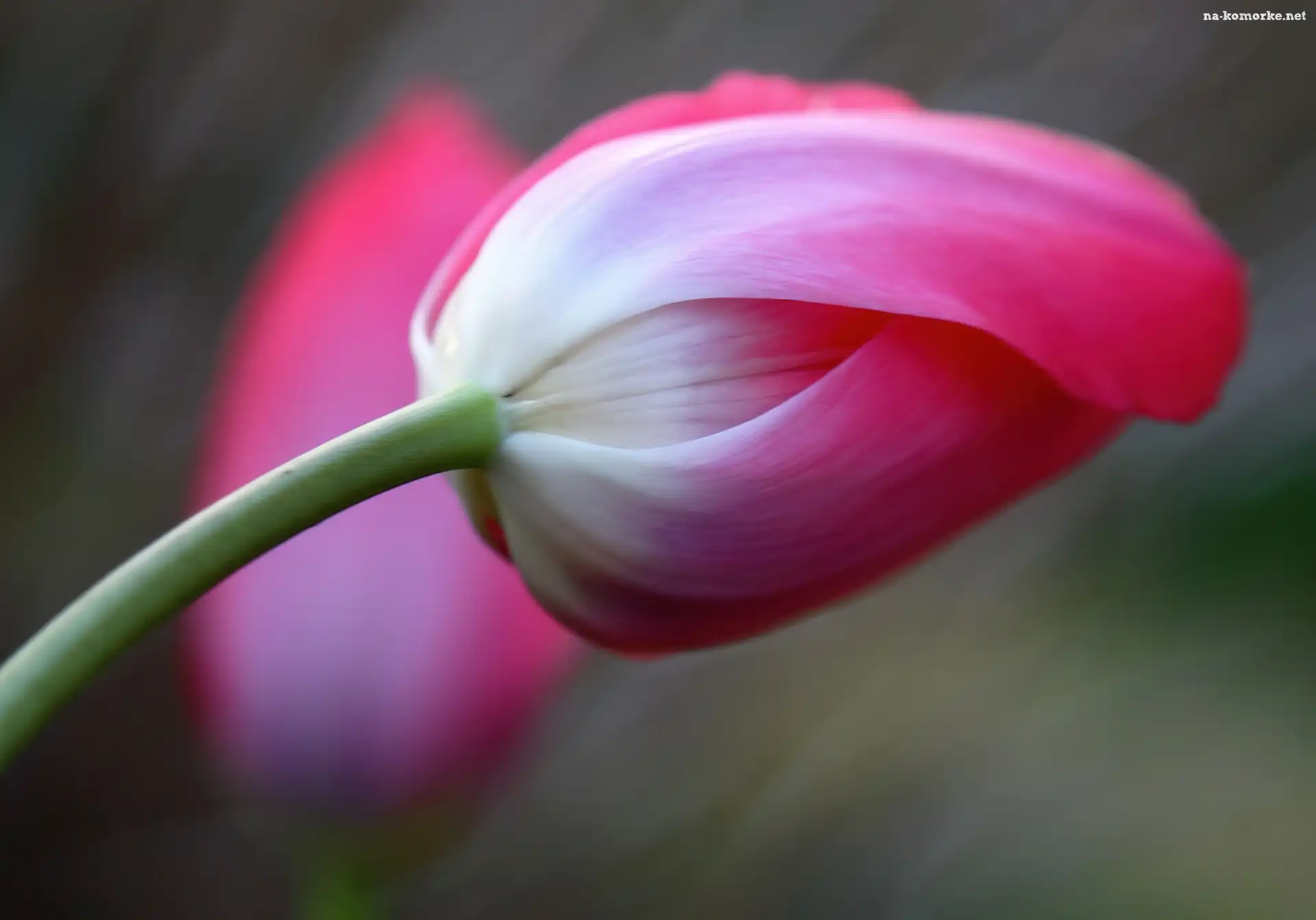 Kwiat, Tulipan
