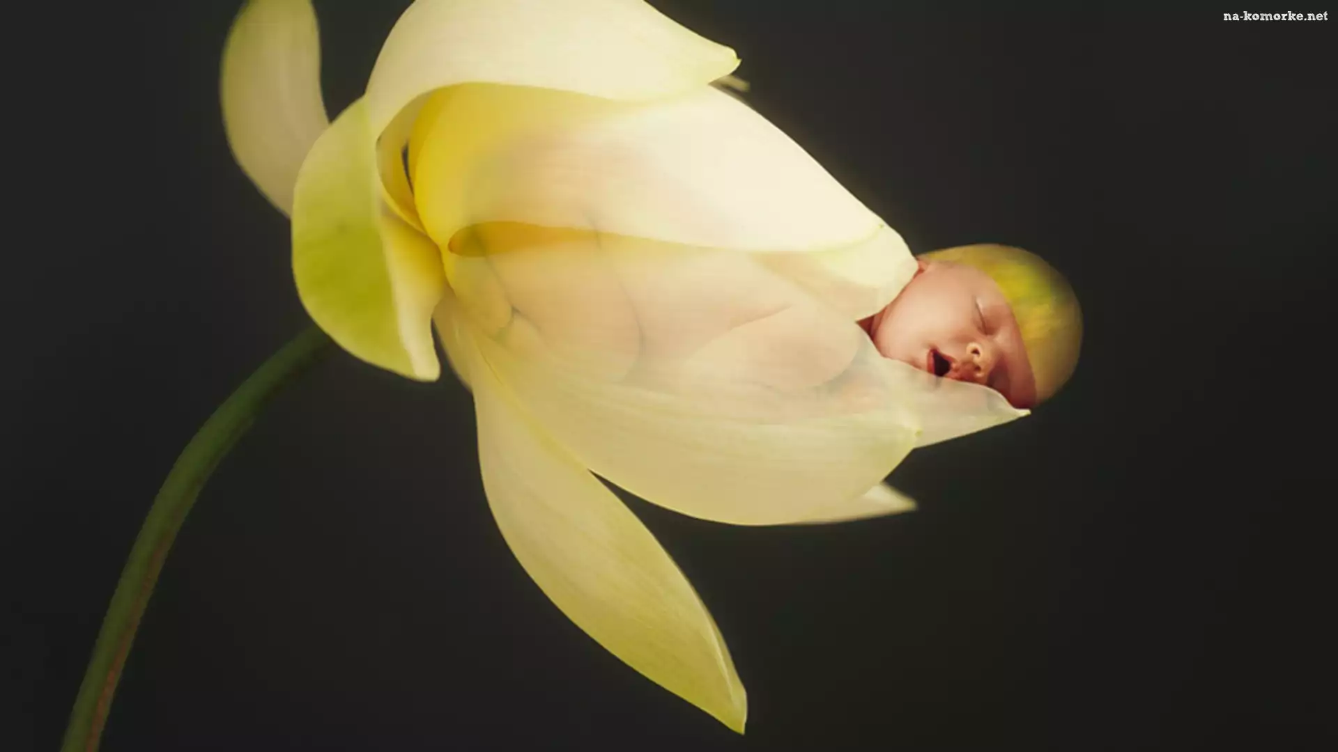 Kwiatek, NiemowlÄ™, Anne Geddes