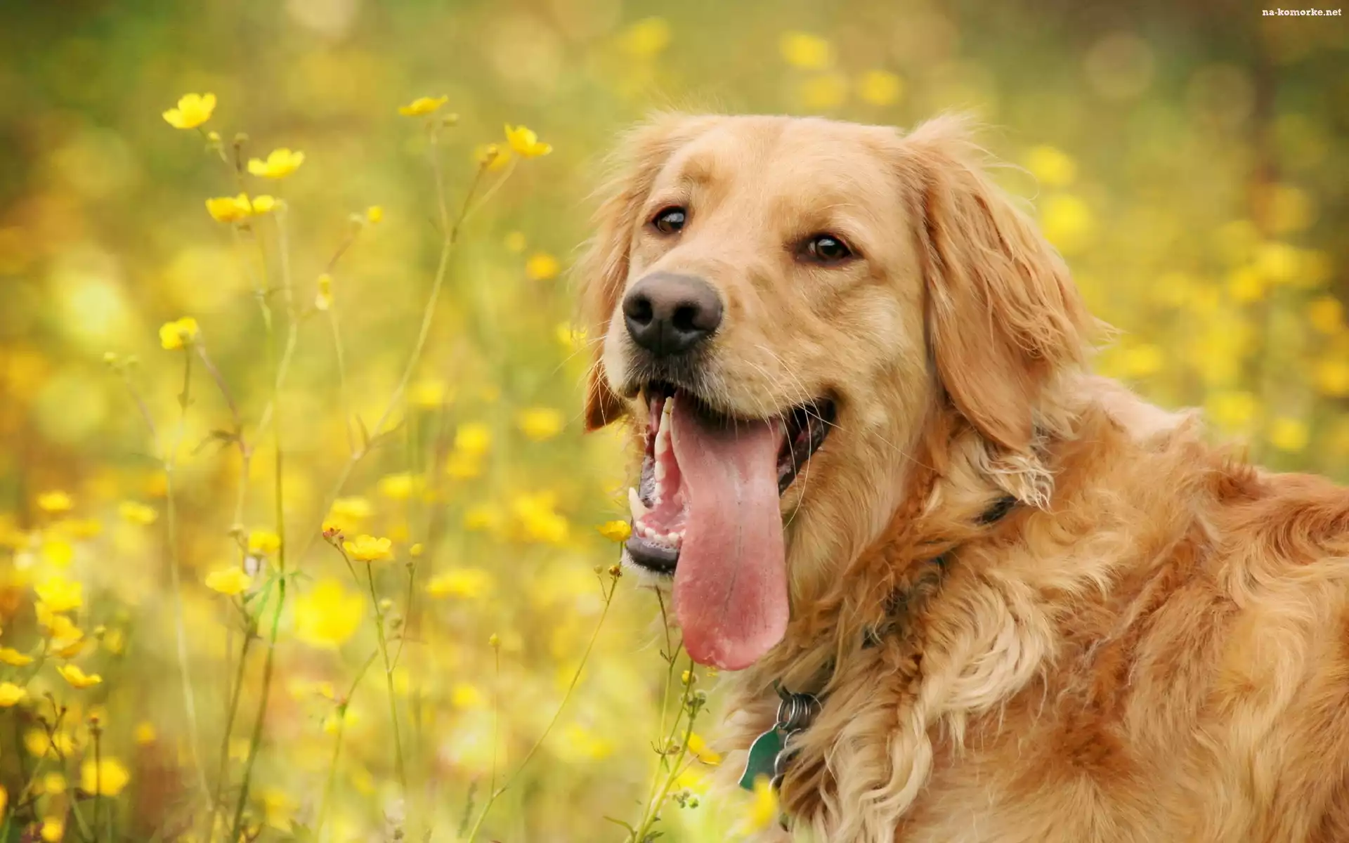 Kwiatki, Golden, Retriever, Łąka, Żółte