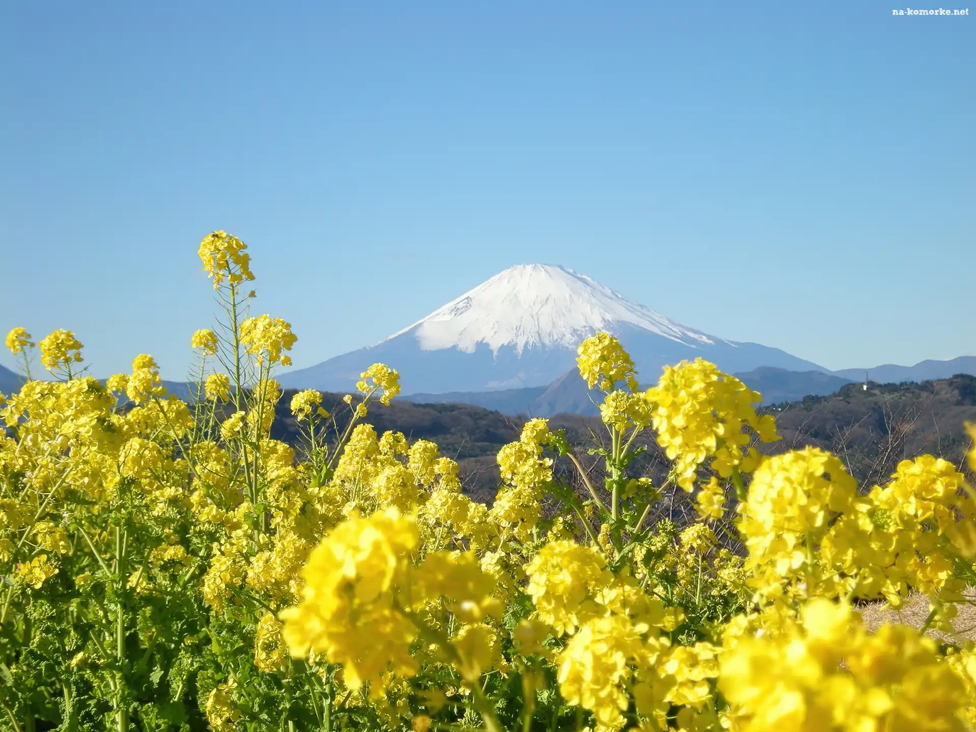 Kwiatki, Japonia, Góra, Fuji