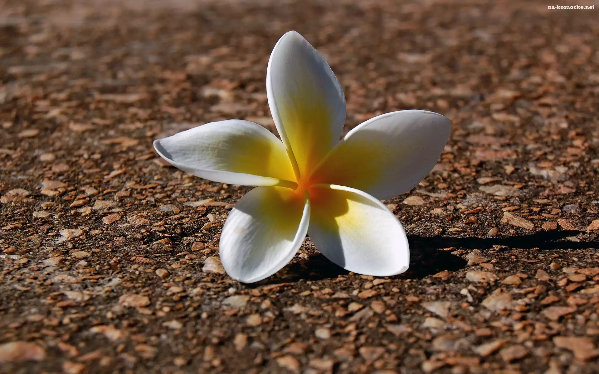 Kwiatuszek, Plumeria
