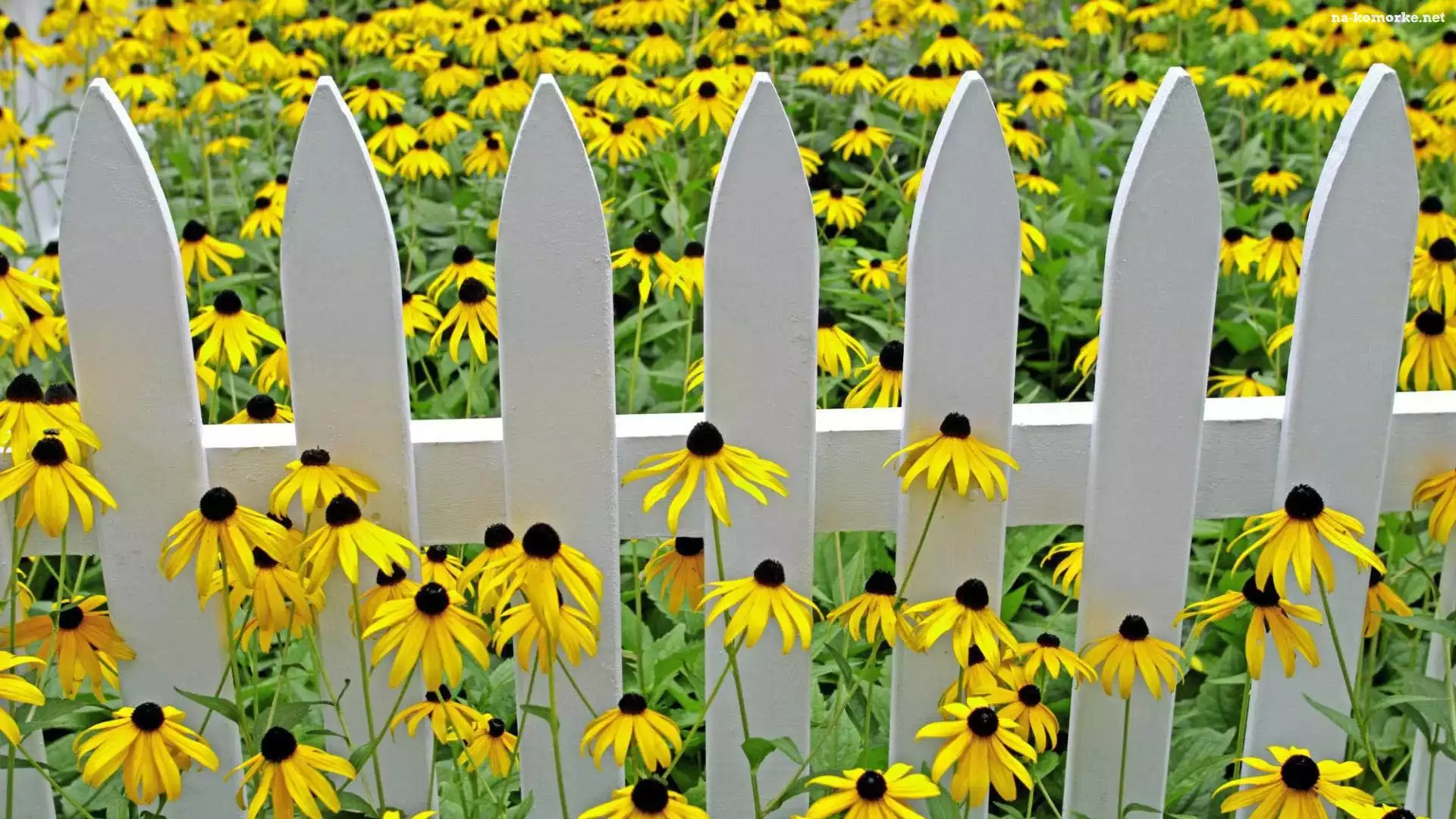Łąka, Rudbekia, Płotek