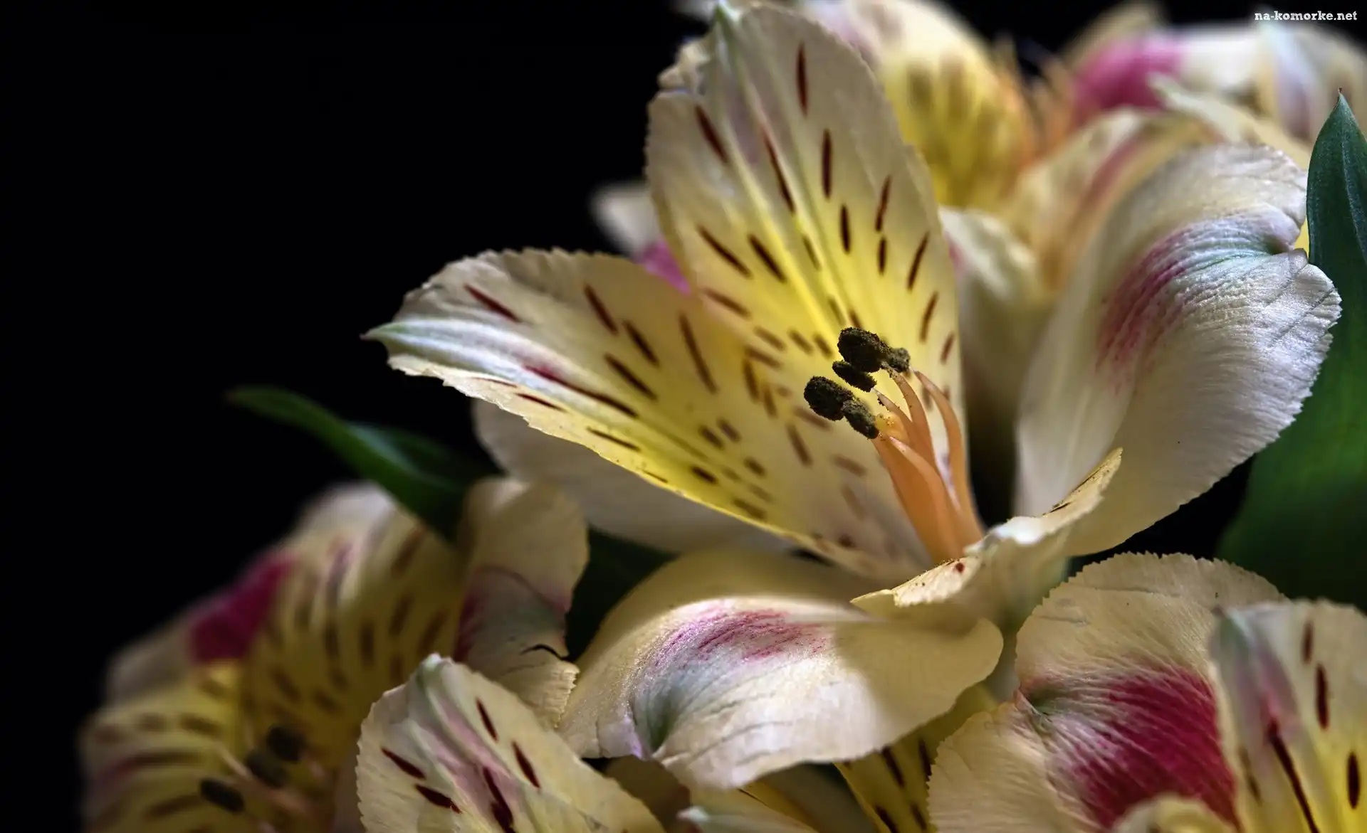 Alstroemeria, Czarne tło, Kwiaty