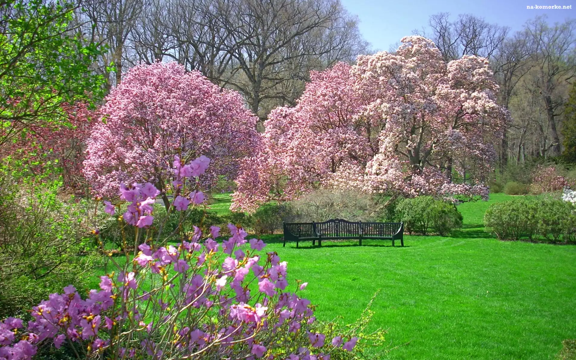 Kwiaty, Drzewa, Kwitnące, Wiosna, Ławka, Park