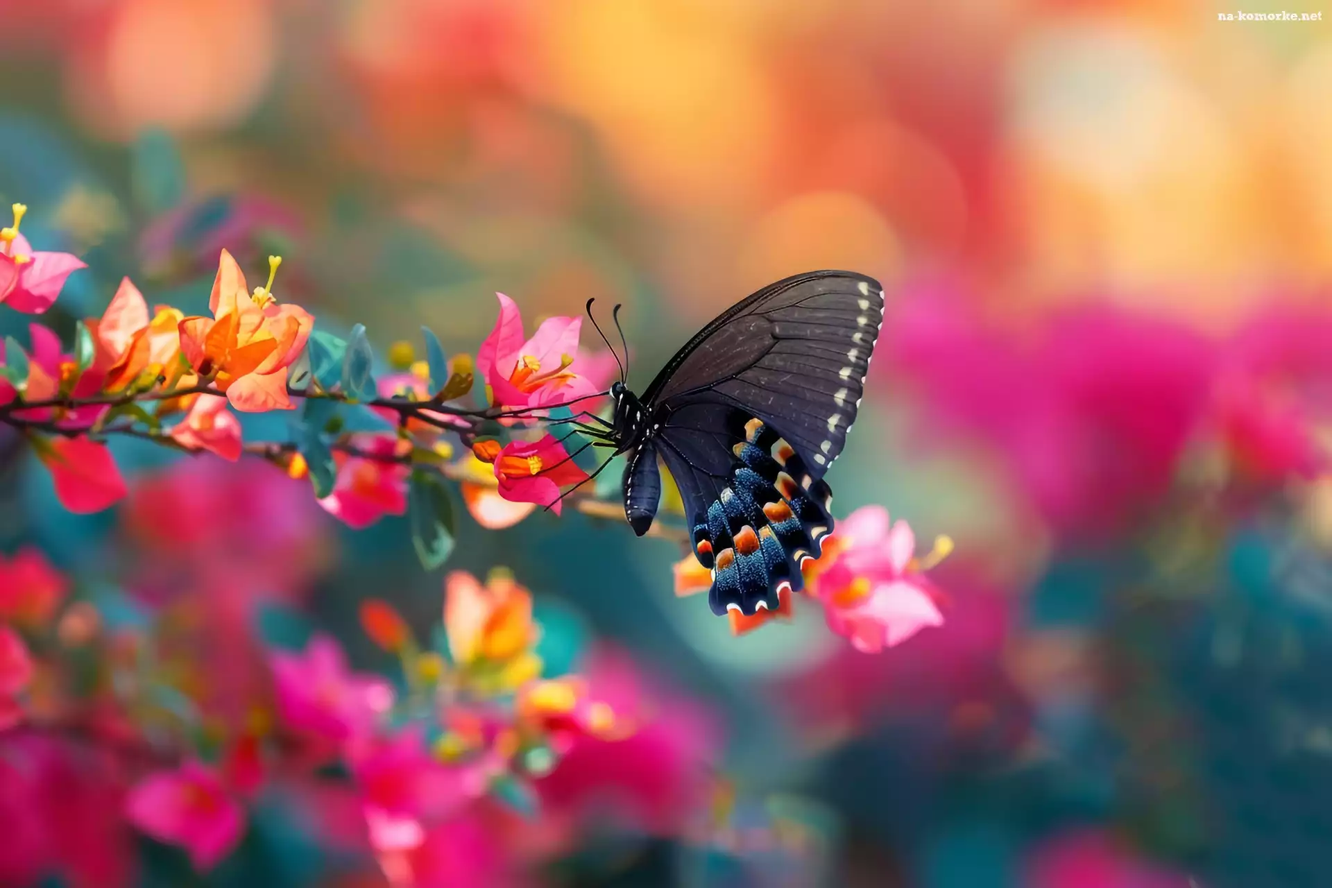 Bugenwilla, Grafika, Motyl, Kwiaty