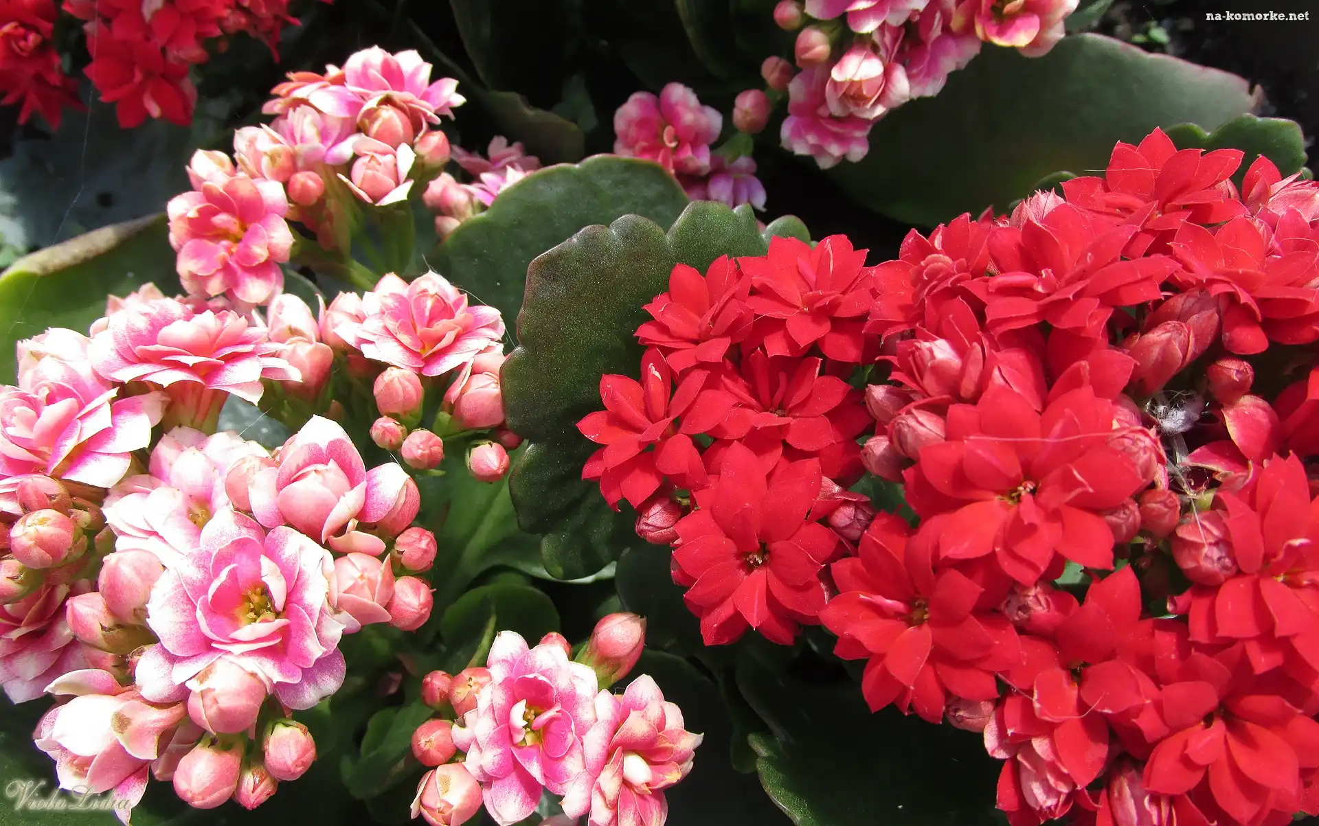 Kwiaty, Kalanchoe, Czerwone, Różowe