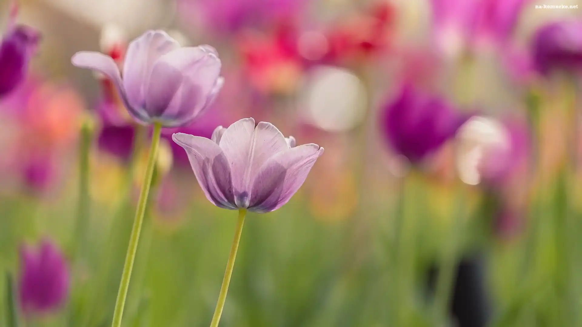 Kwiaty, Tulipany, Dwa