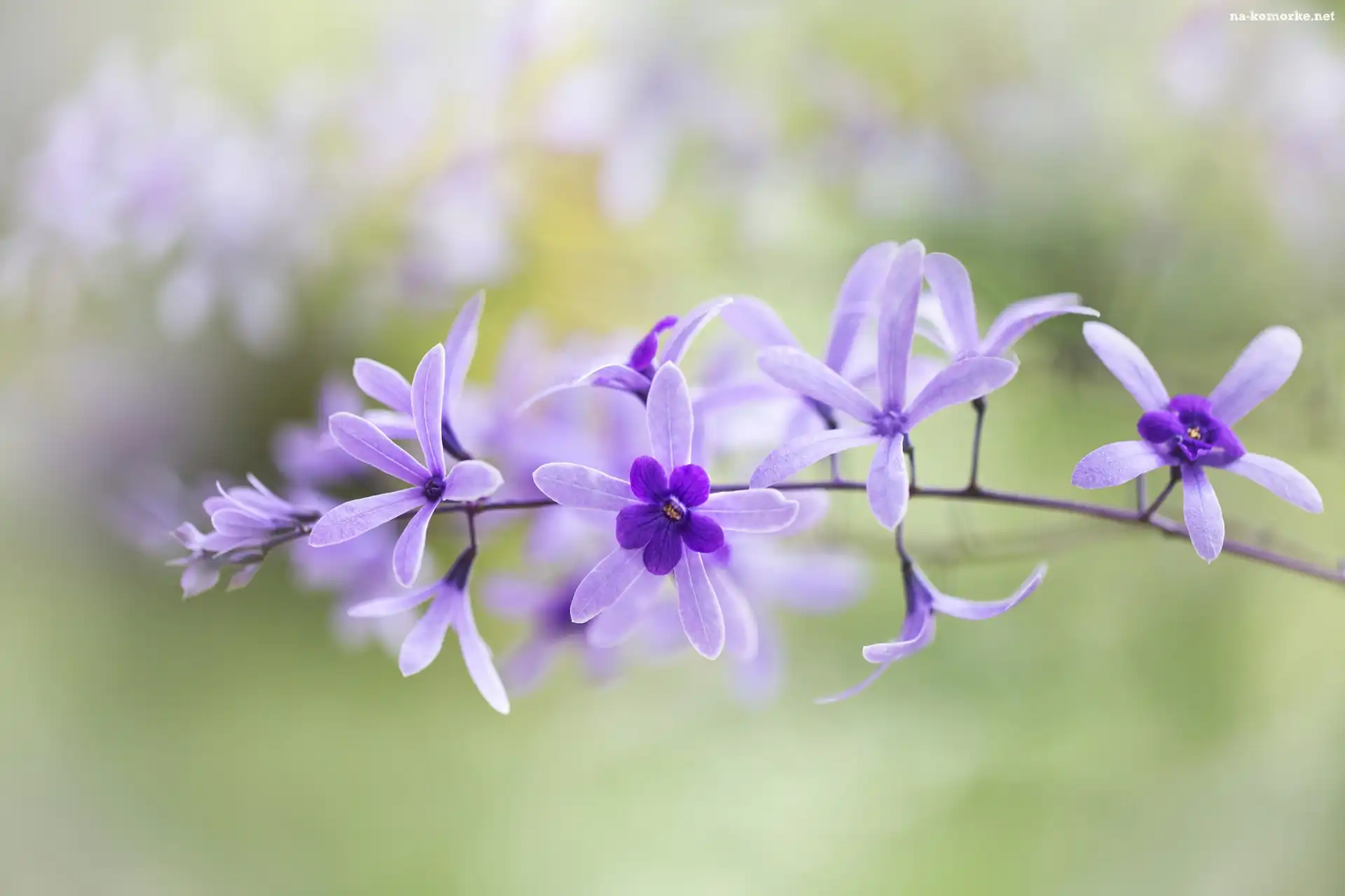Kwiaty, Drobne, Gałązka, Storczyk, Fioletowe, Epidendrum
