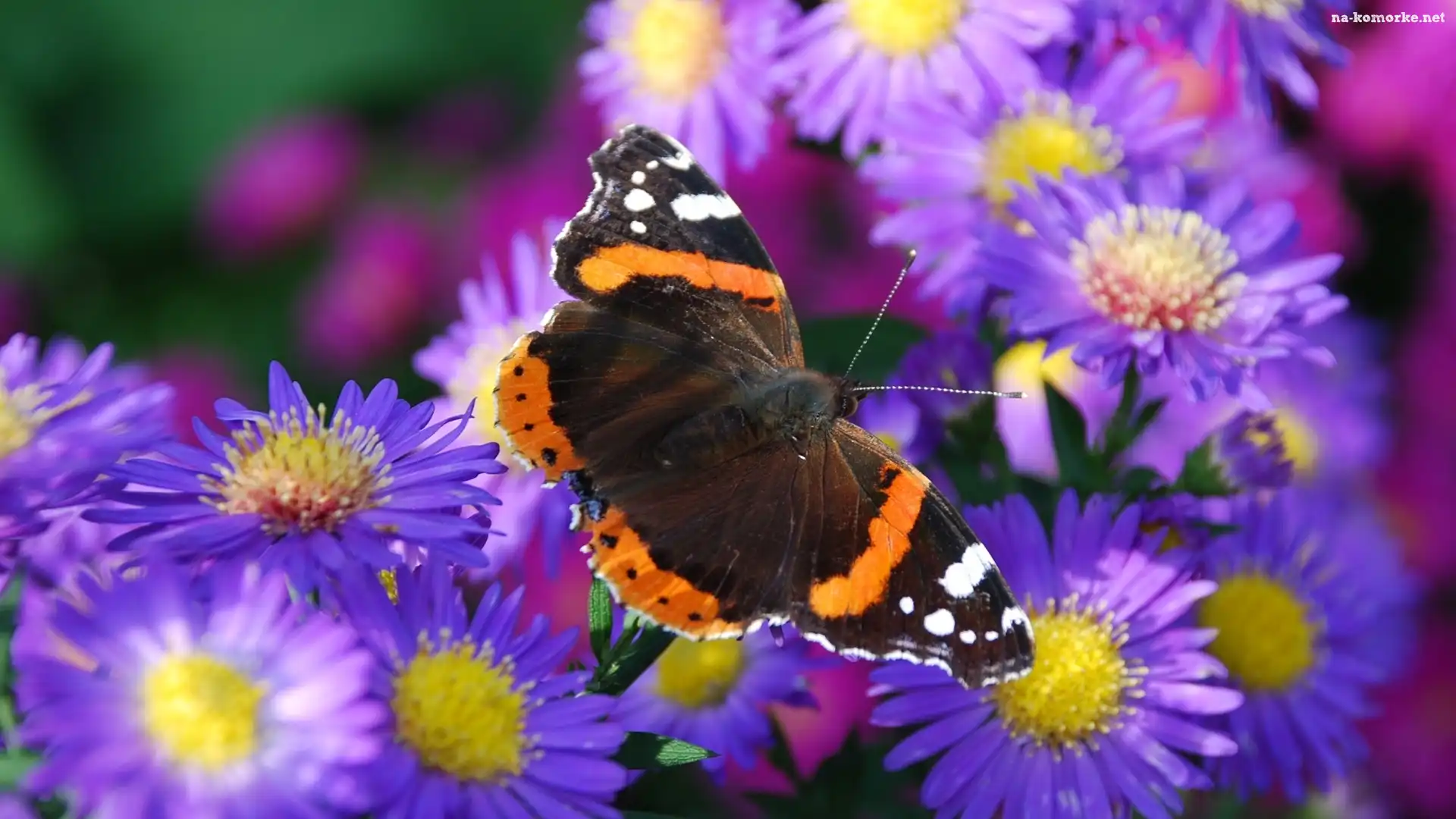 Fioletowe , Kwiaty, Motyl
