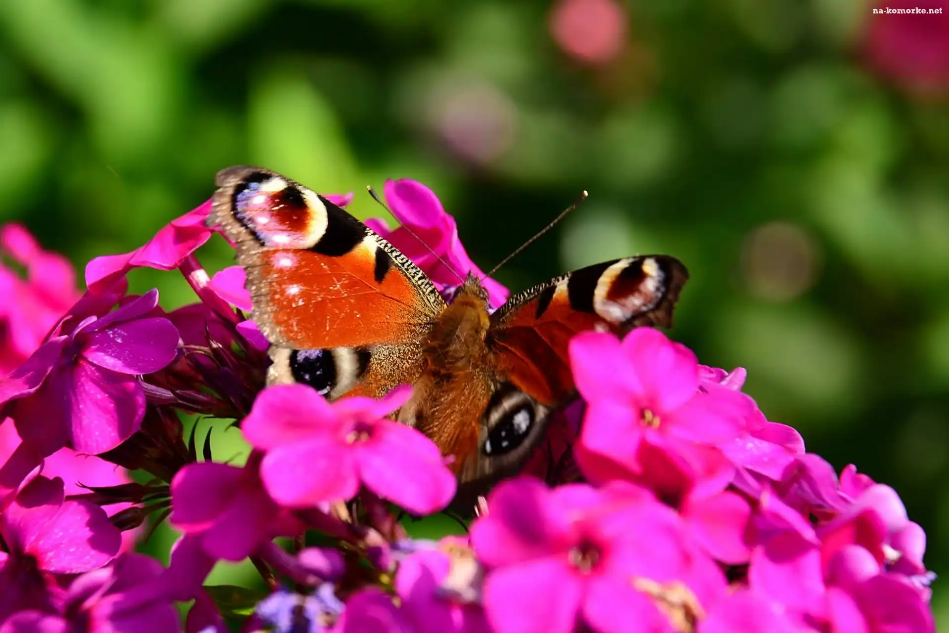 Fioletowe, Kwiaty, Motyl