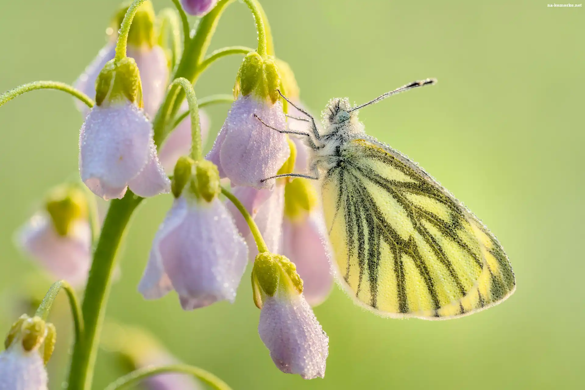 Liliowe, Motyl, Gałązka, Kwiaty, Zbliżenie, Bielinek bytomkowiec