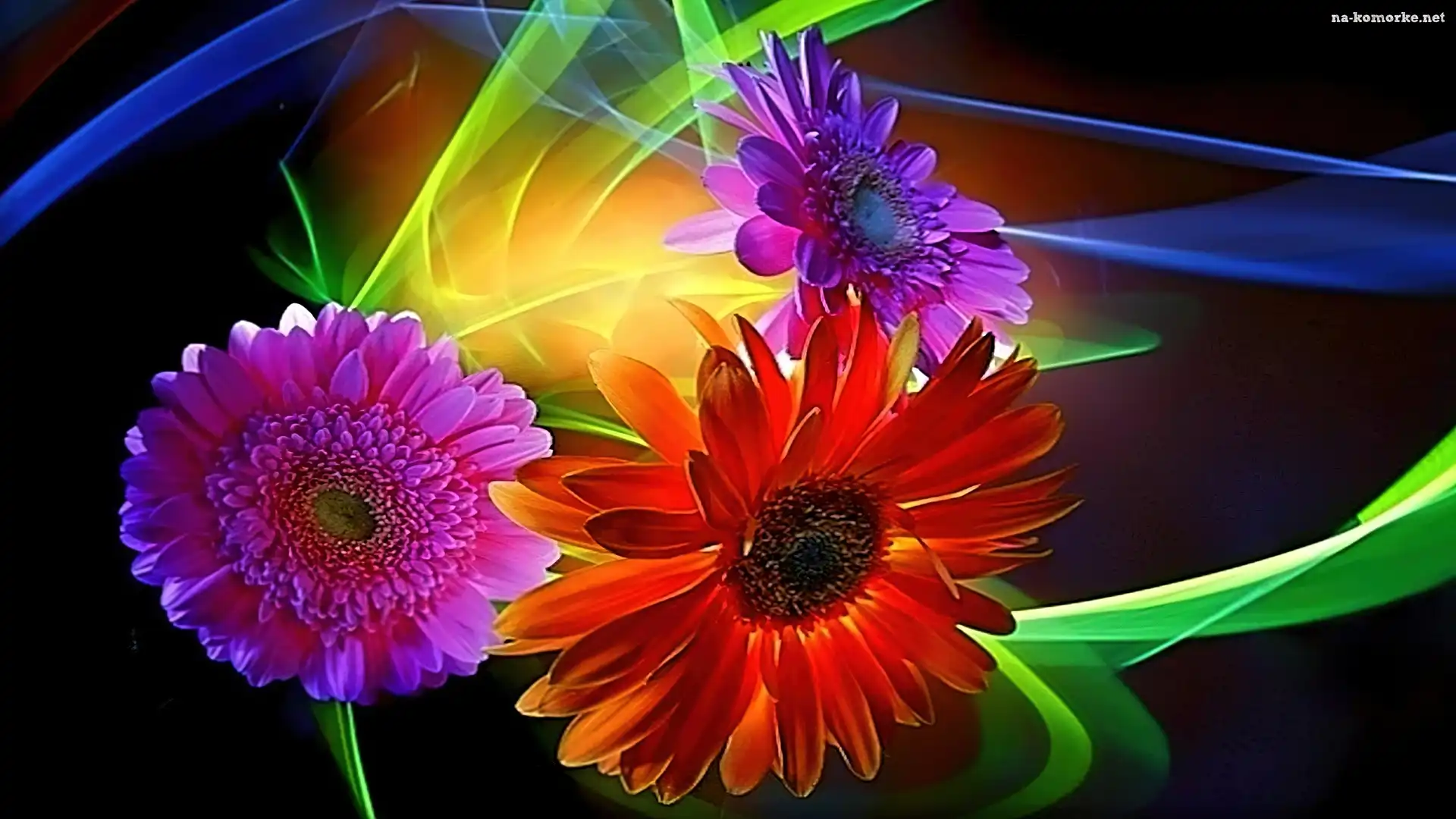 Kwiaty, Świała, Gerbera, Refleksy
