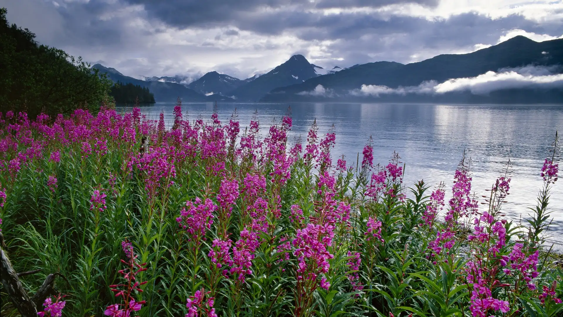 Stany Zjednoczone, Wierzbówka kiprzyca, Góry, Alaska, Fiord Kenai, Polne, Kwiaty