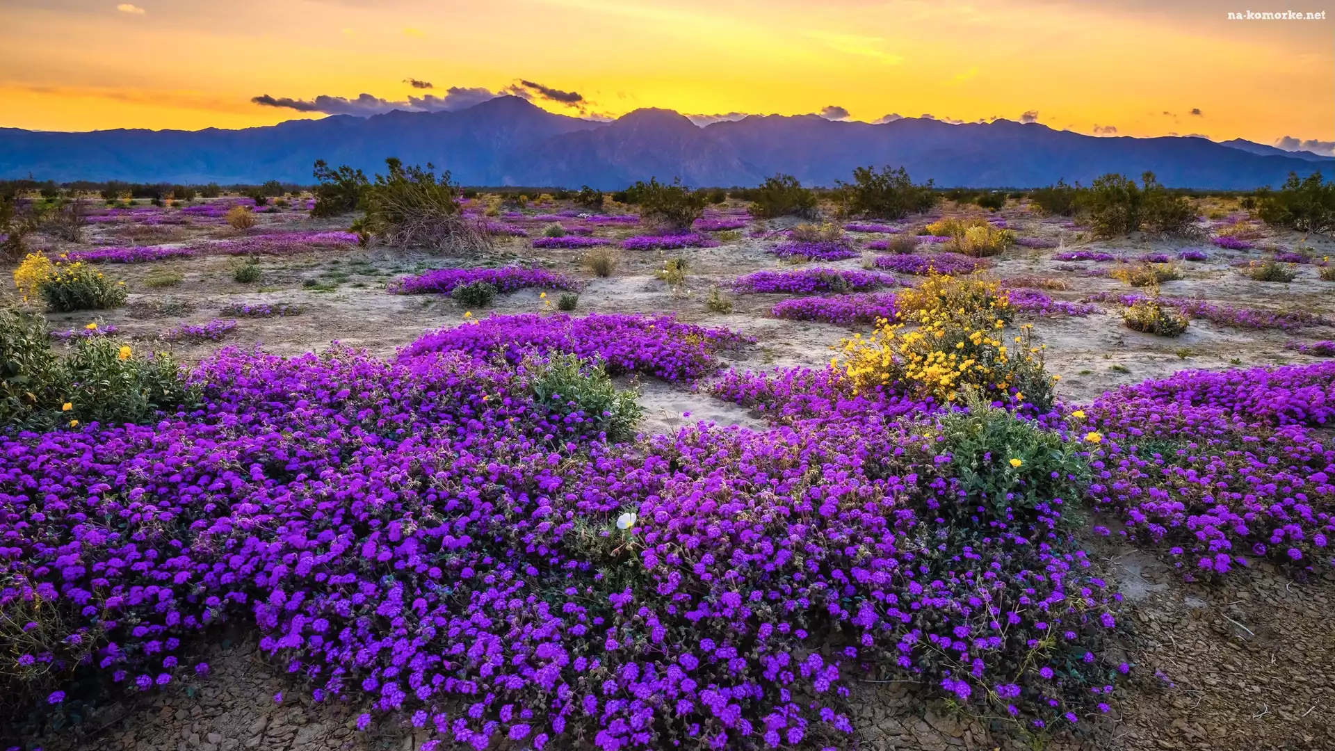 Kwiaty, Stany Zjednoczone, Park Stanowy Anza Borrego, Krzewy, Góry, Kalifornia